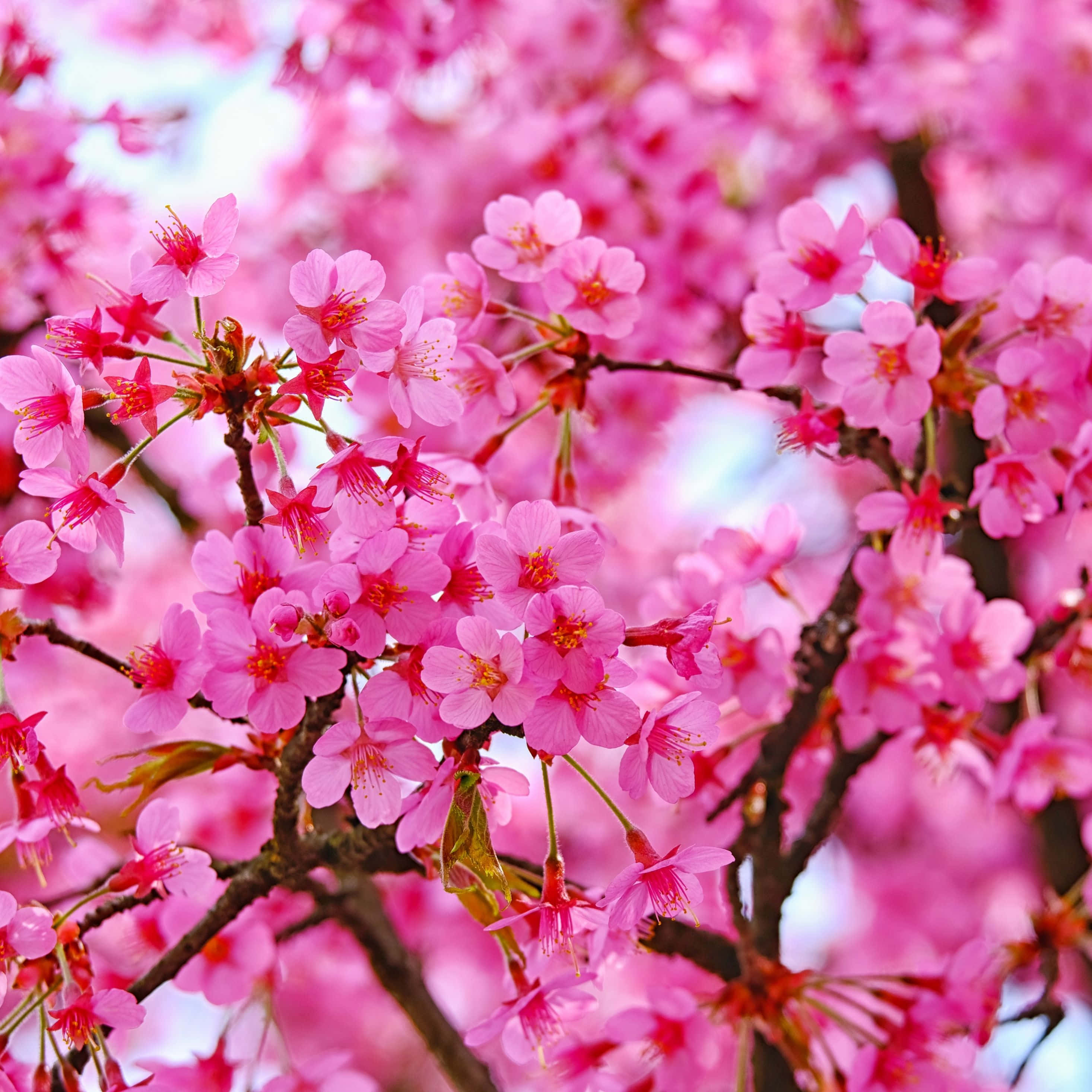 Dark Cherry Blossom Flowers, vibrant pink cherry blossoms, dark branches, 2K Desktop Wallpaper