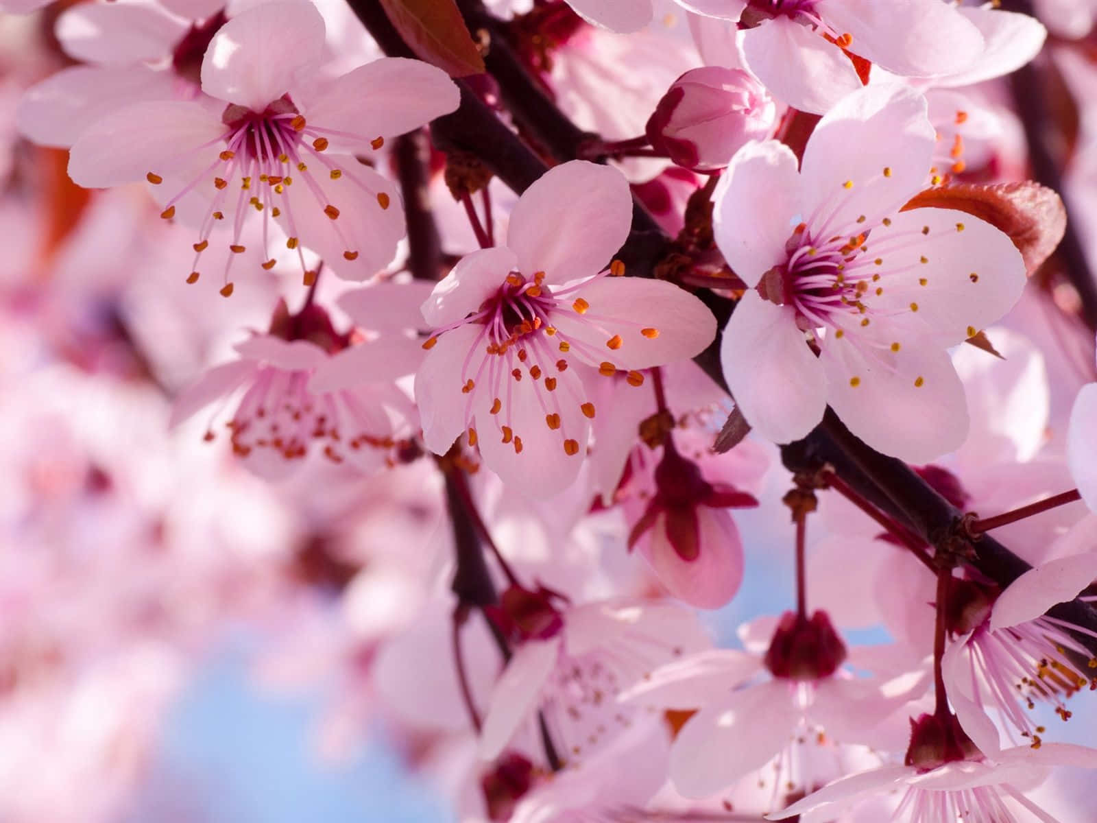 cherry blossom tree, soft pink cherry blossoms, dark branches, HD Desktop Wallpaper