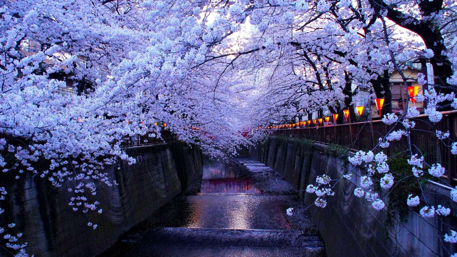 Cherry Blossom Tree, twilight, canal, Full HD Desktop Wallpaper