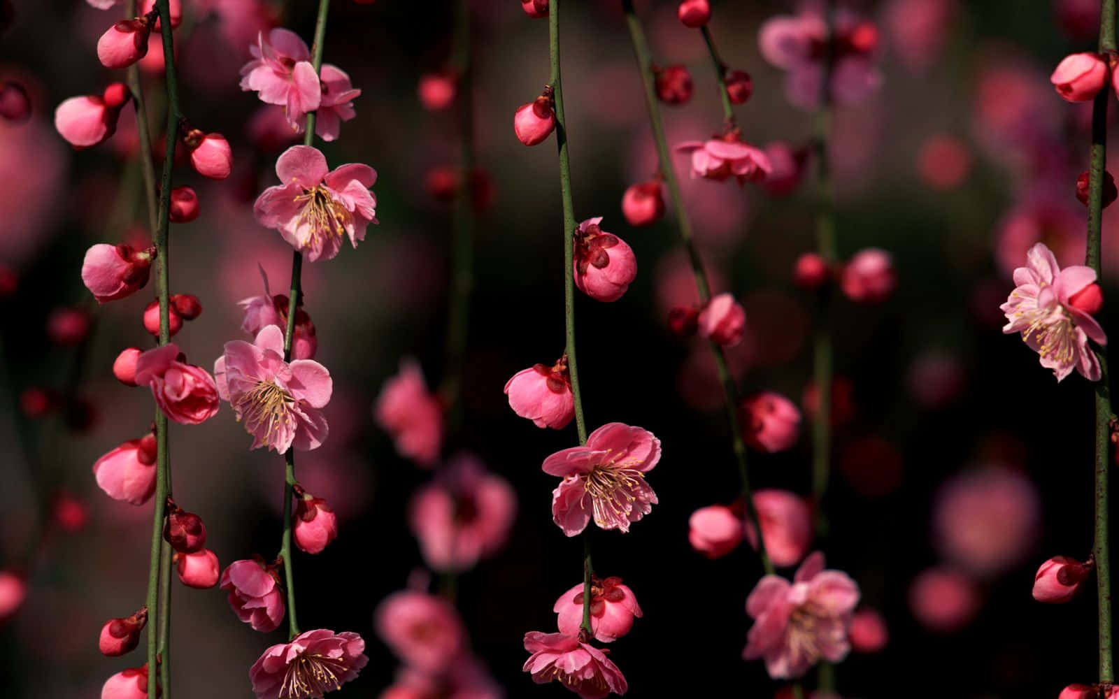Cherry Blossom Tree, pink blossoms, slender branches, HD Desktop Wallpaper