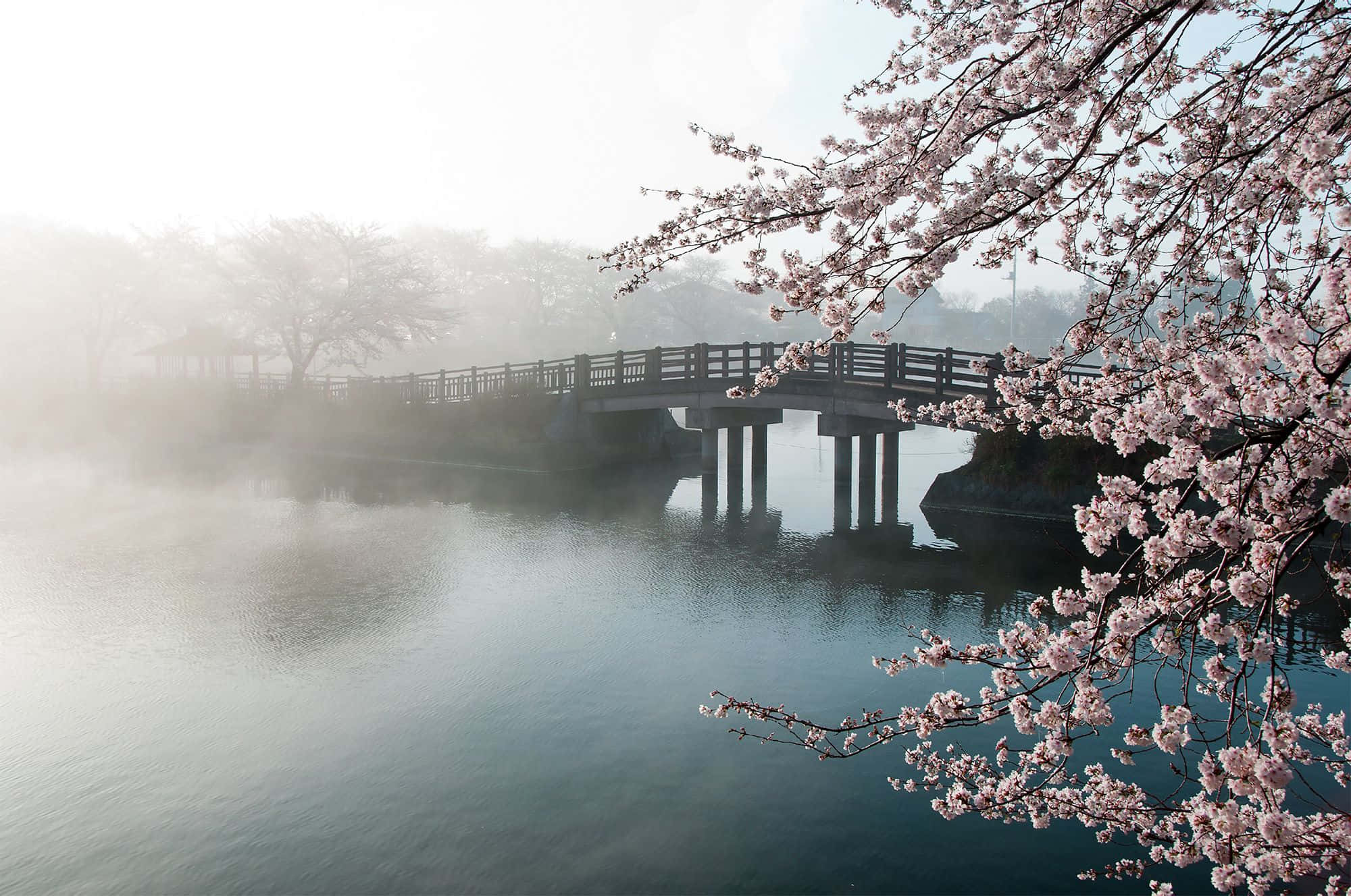 Cherry Blossom Tree, misty morning, calm lake, Full HD Desktop Wallpaper