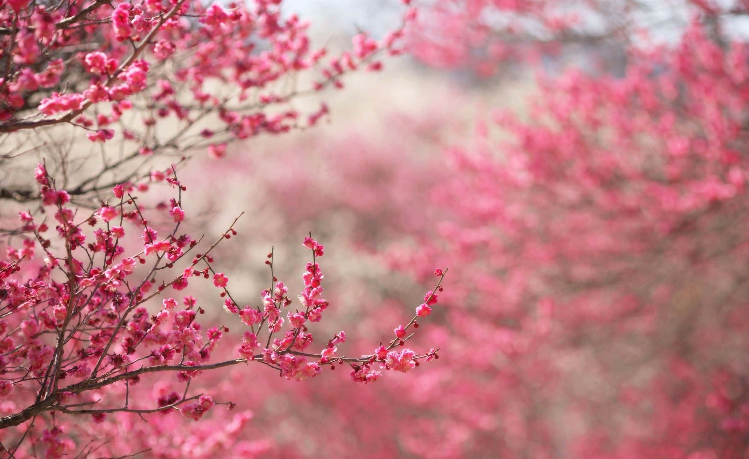 cherry blossom tree, vibrant pink cherry blossoms, slender branches, 2K Desktop Wallpaper
