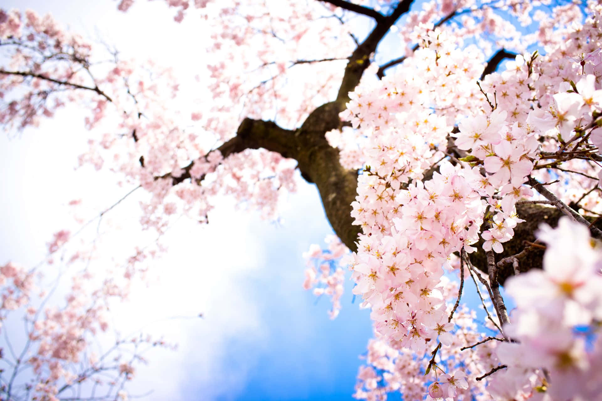 Cherry Blossom Tree, pink cherry blossoms, dark branches, Full HD Desktop Wallpaper
