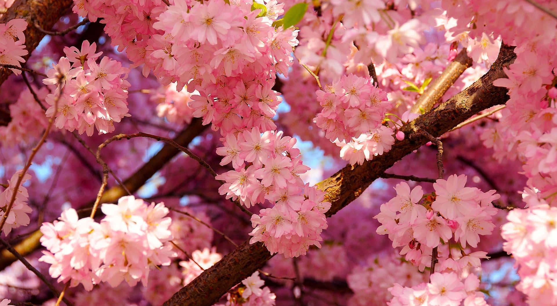 cherry blossom tree, vibrant pink cherry blossoms, dark branches, Full HD Desktop Wallpaper
