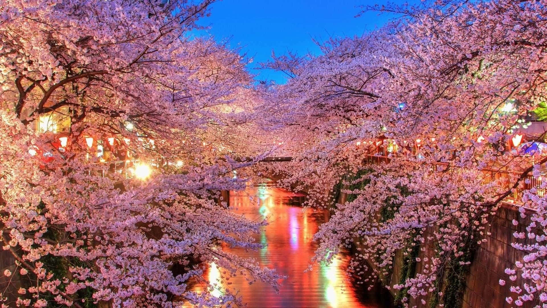 Cherry Blossom Tree, creek, pink cherry blossoms, Full HD Desktop Wallpaper