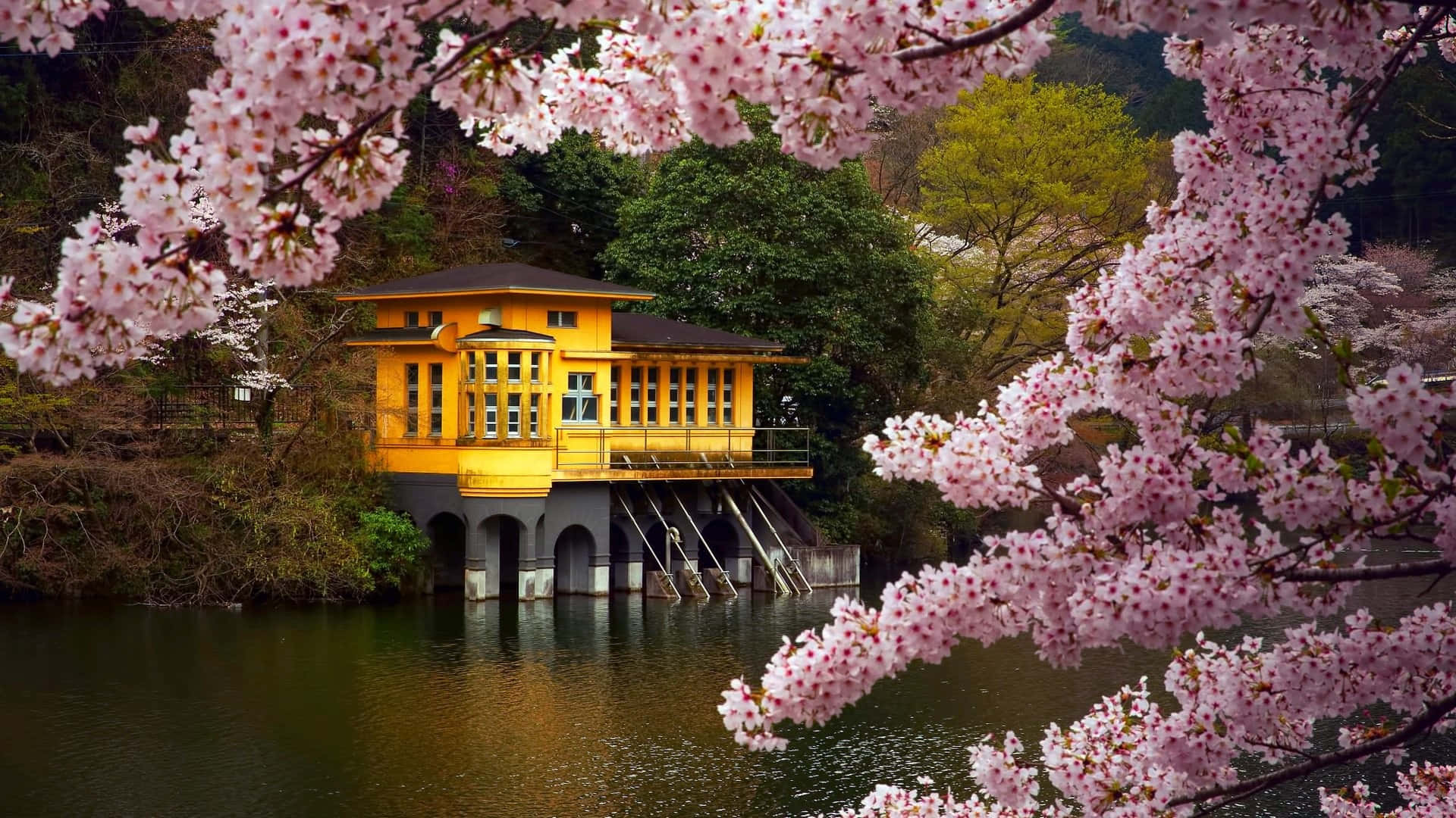 Yellow House, calm water, cascading pink cherry blossoms, Full HD Desktop Wallpaper