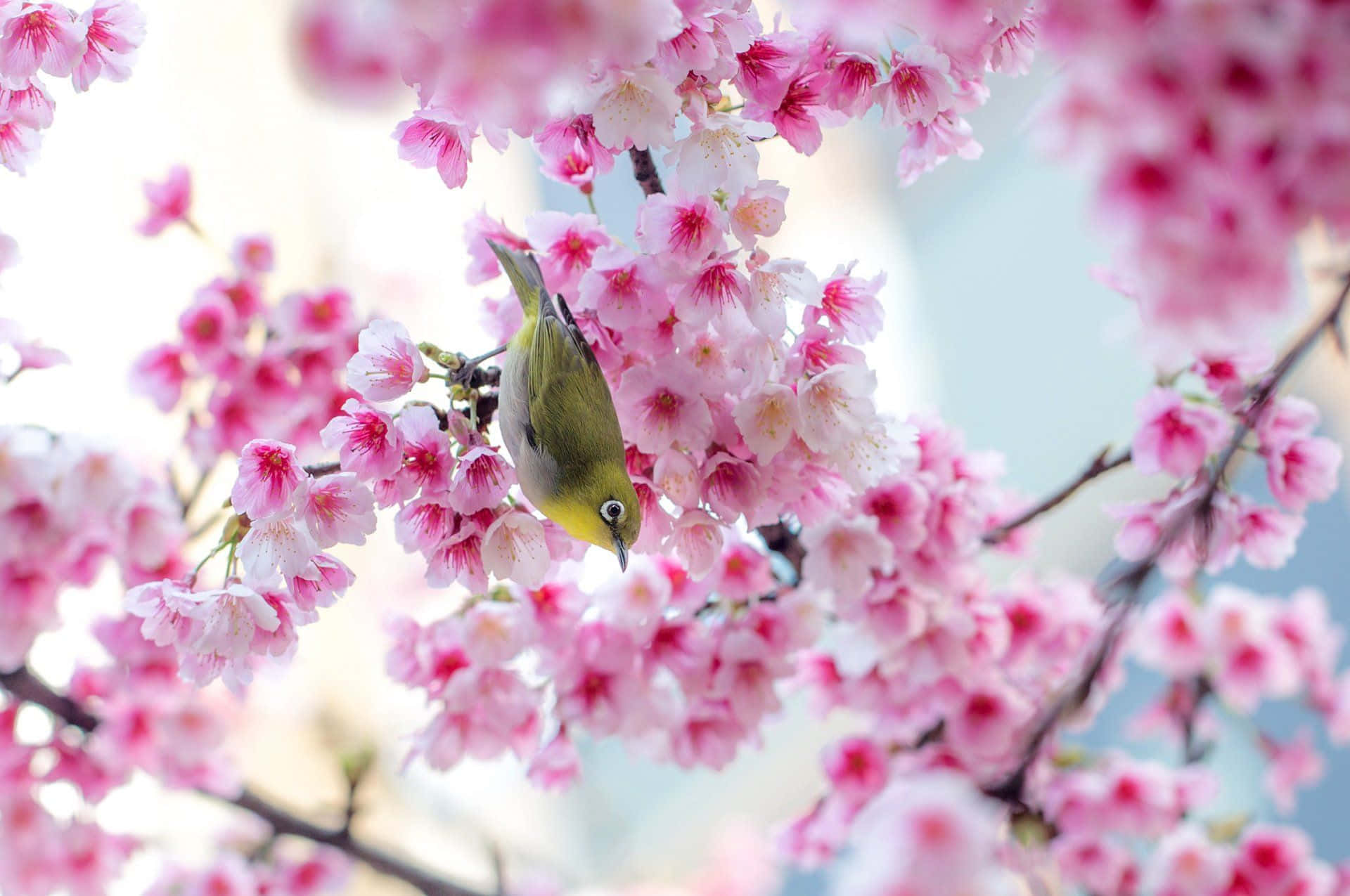 Cherry Blossom Tree, green bird, soft pink cherry blossoms, Full HD Desktop Wallpaper
