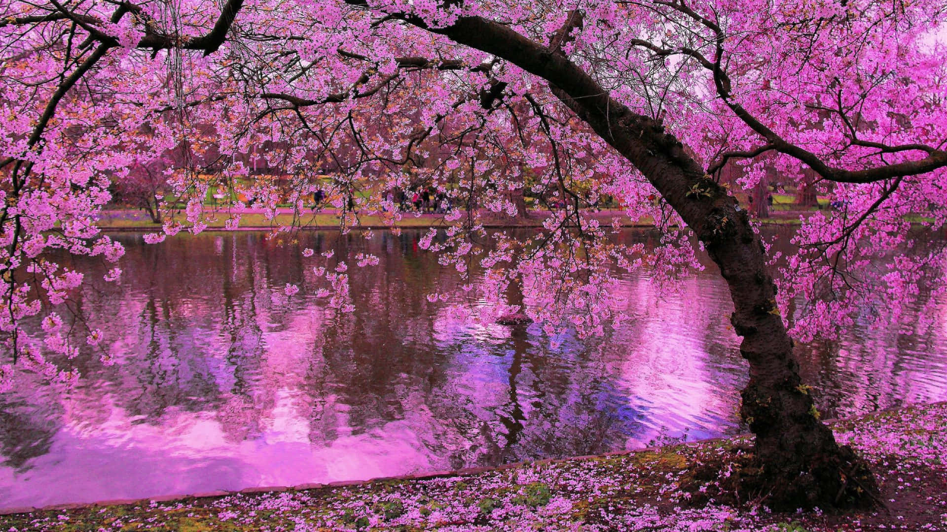 Purple Cool Japanese Tree, vibrant pink cherry blossom tree, calm pond, Full HD Desktop Wallpaper