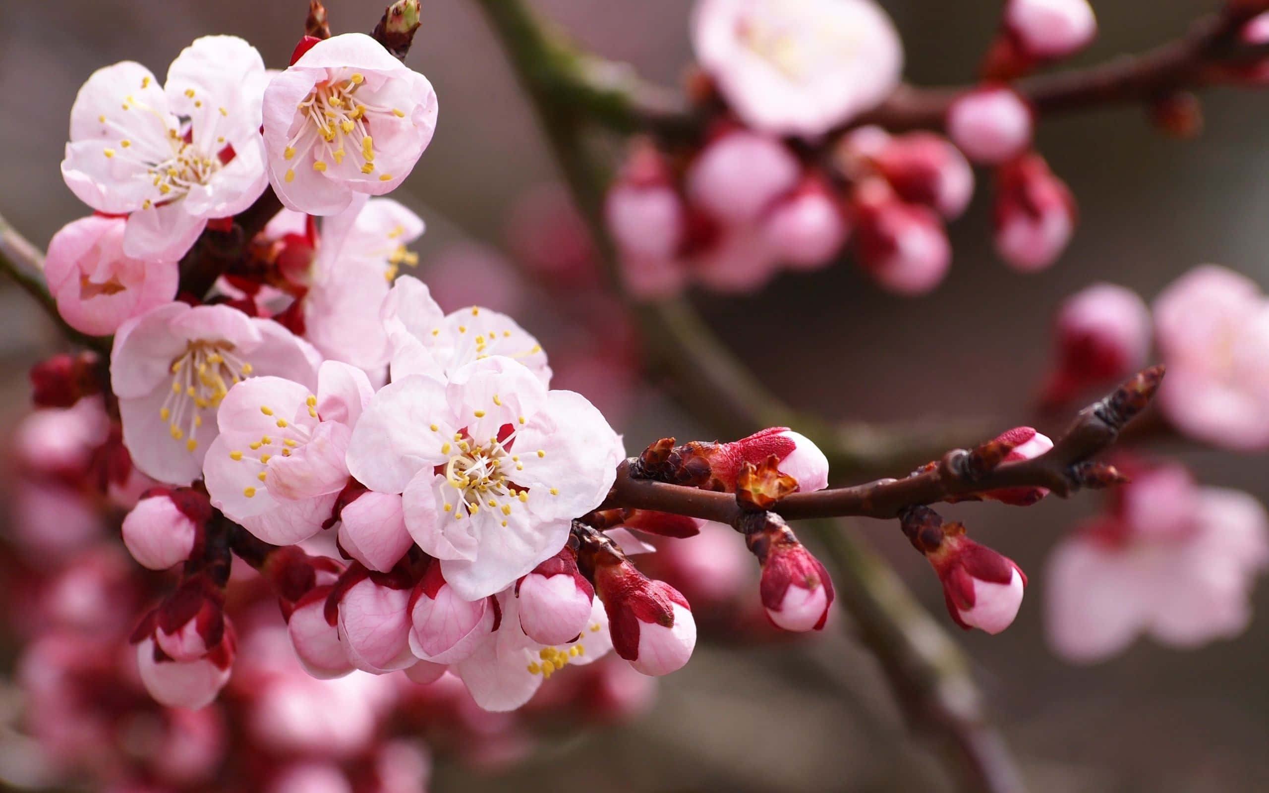 cherry blossom tree, pink cherry blossoms, dark branches, 2K Desktop Wallpaper