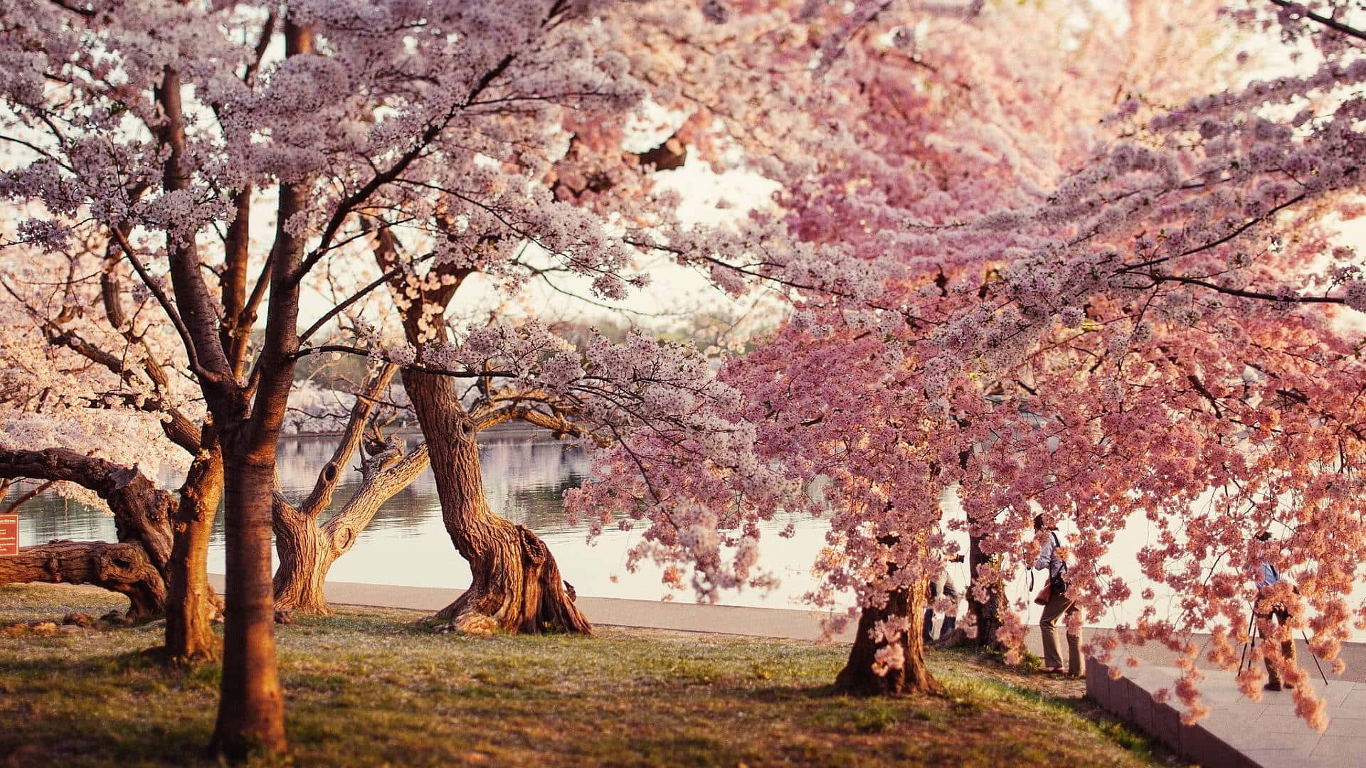 cherry blossom tree, Sakura season, pink cherry blossoms, Full HD Desktop Wallpaper