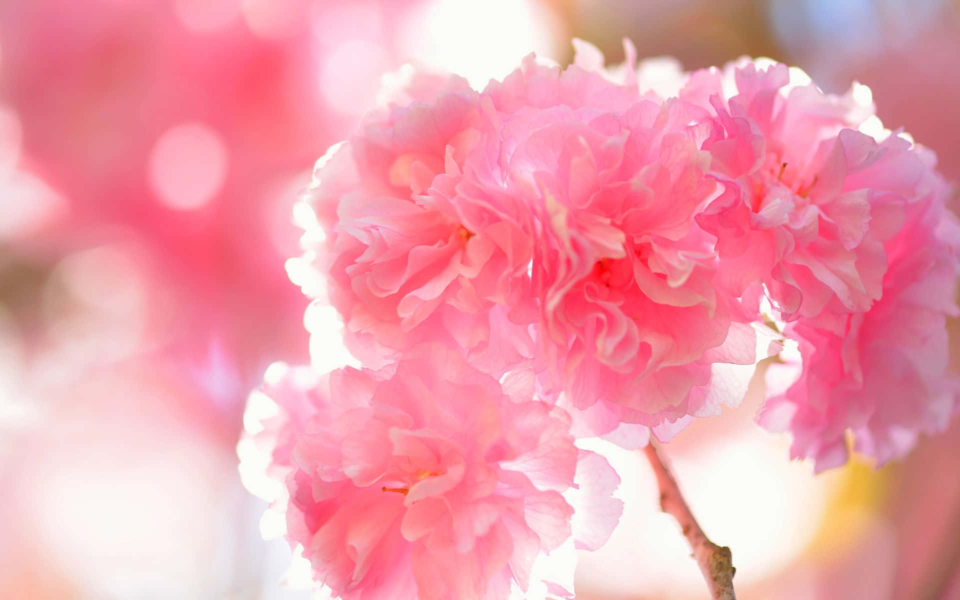Cherry Blossom Tree, soft pink cherry blossoms, gentle sunlight, Full HD Desktop Wallpaper