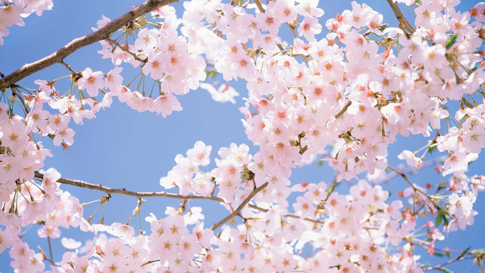 cherry blossom tree, pink cherry blossoms, clear blue sky, HD Desktop Wallpaper