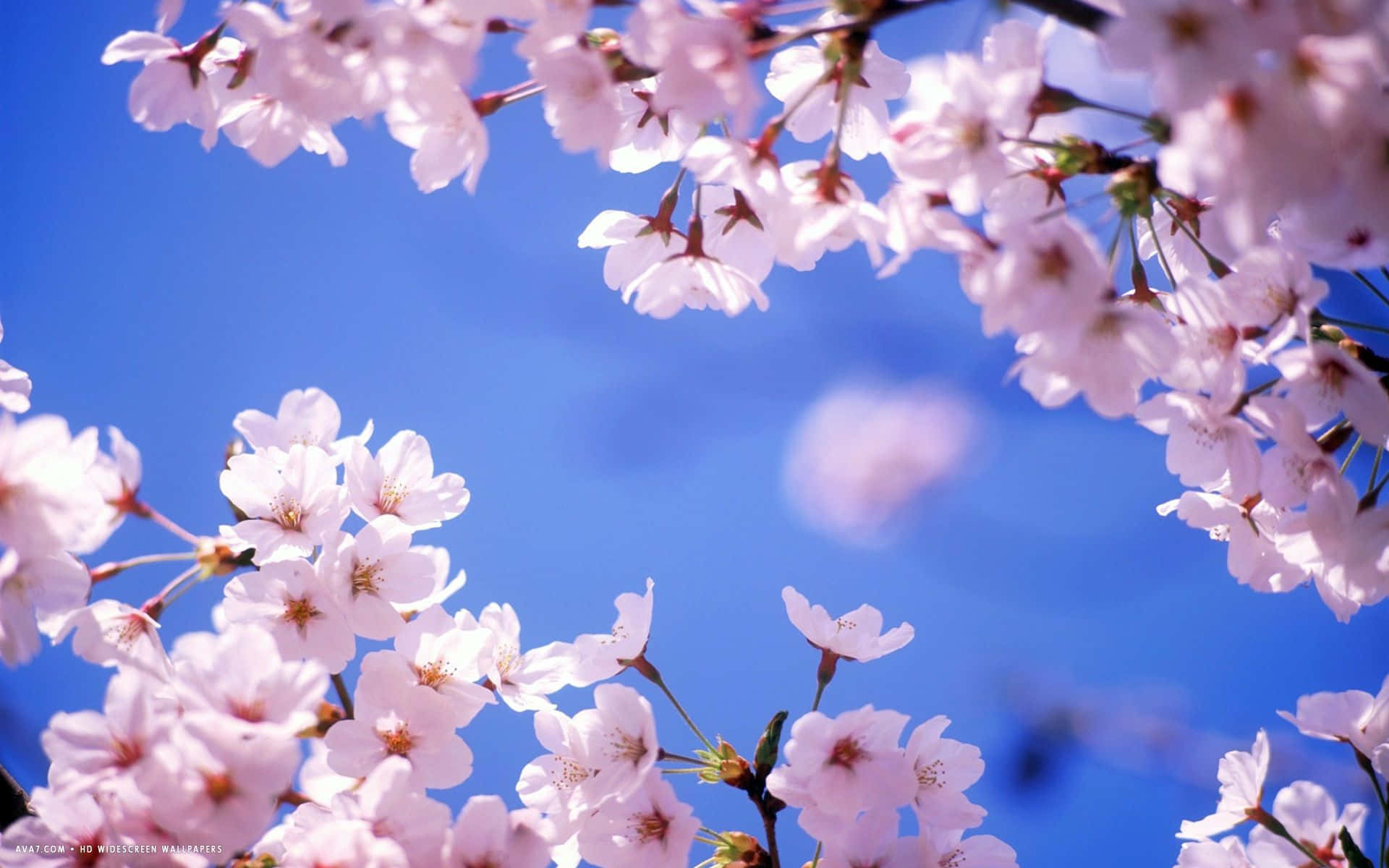 cherry blossom tree, pink cherry blossoms, clear blue sky, Full HD Desktop Wallpaper
