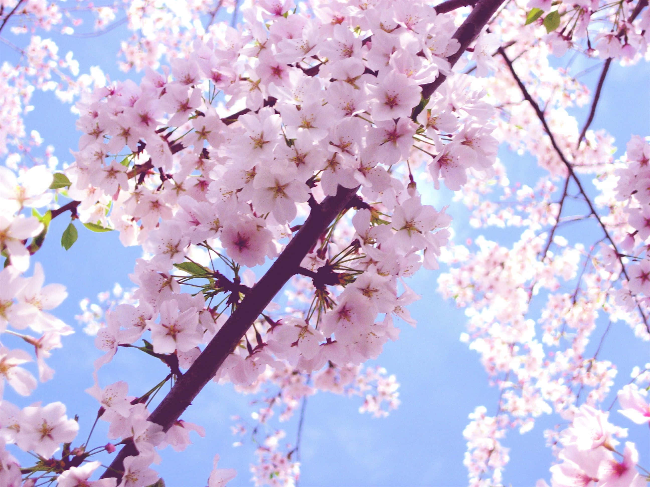 Cherry Blossom Tree, pink-hued, bright blue sky, 2K Desktop Wallpaper