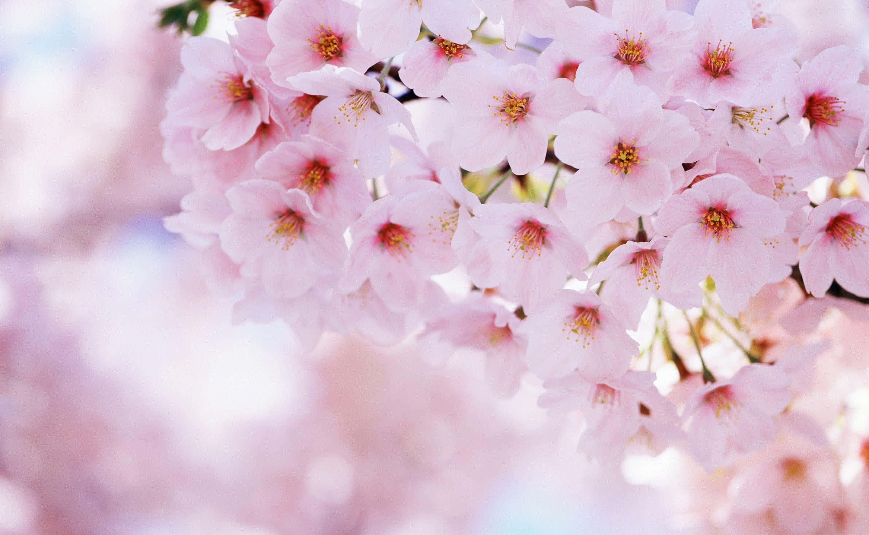cherry blossom tree, sakura tree, soft pink cherry blossoms, 2K Desktop Wallpaper