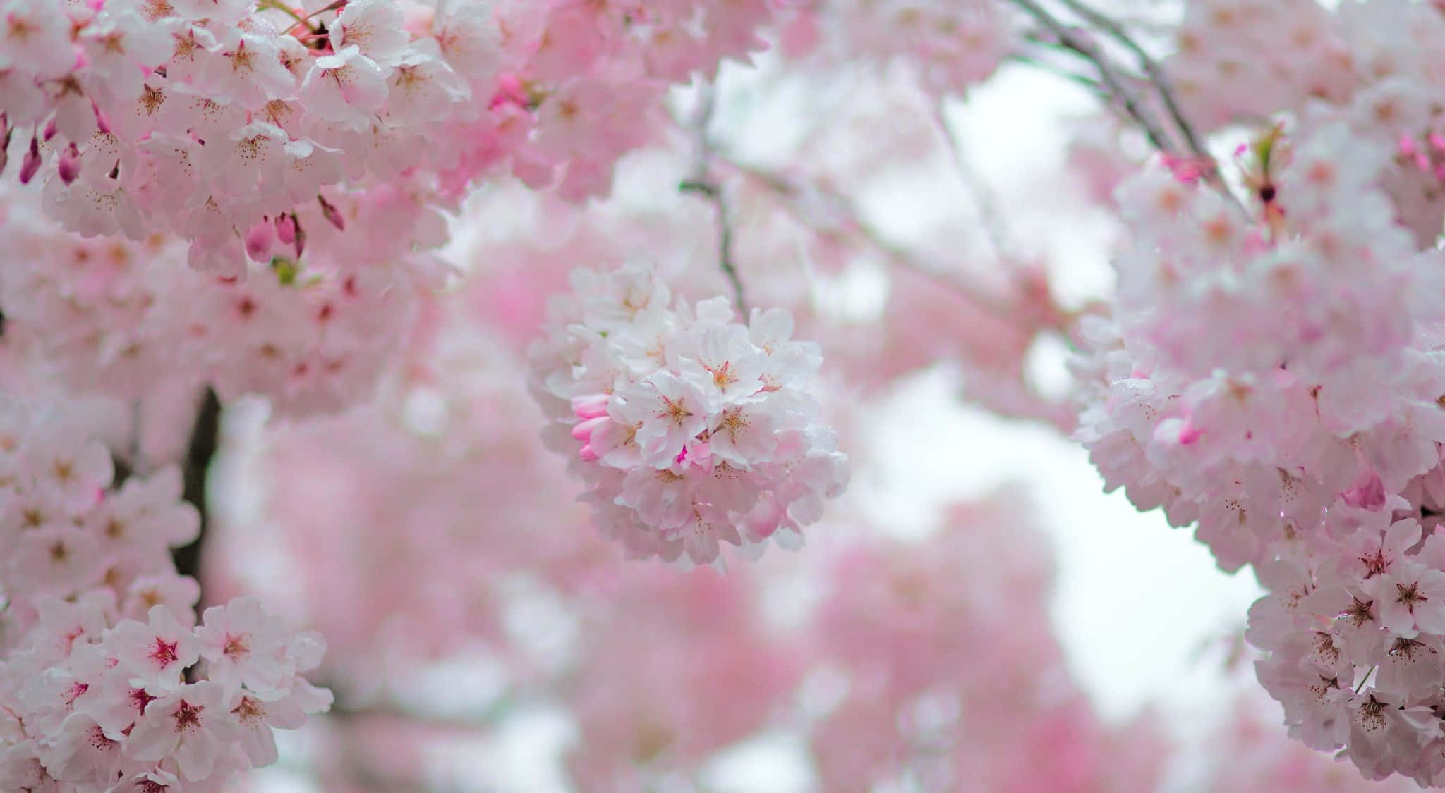 cherry blossom tree, pink cherry blossoms, night sky, Full HD Desktop Wallpaper