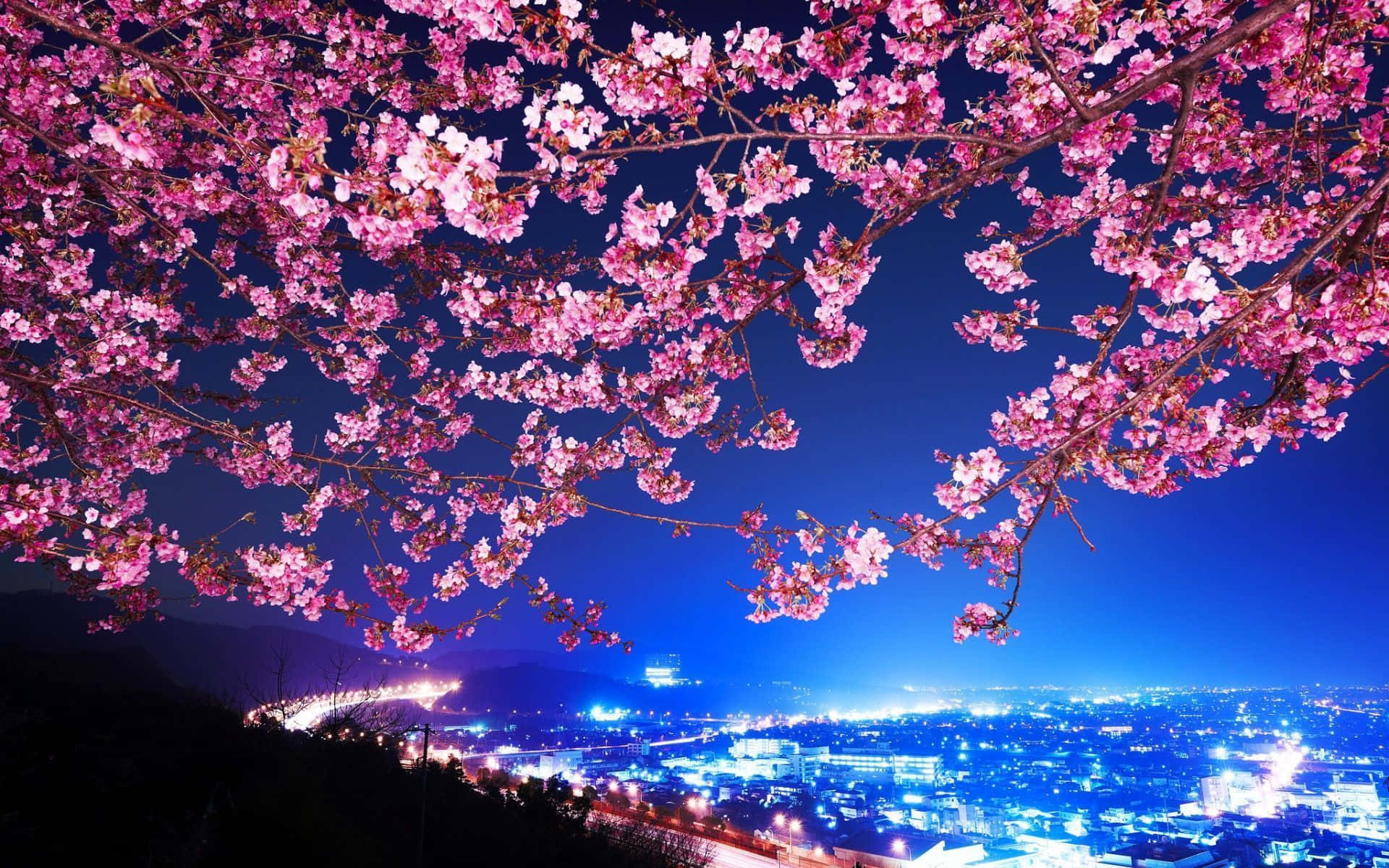 Cherry Blossom Tree, cityscape, pink cherry blossoms, Full HD Desktop Wallpaper
