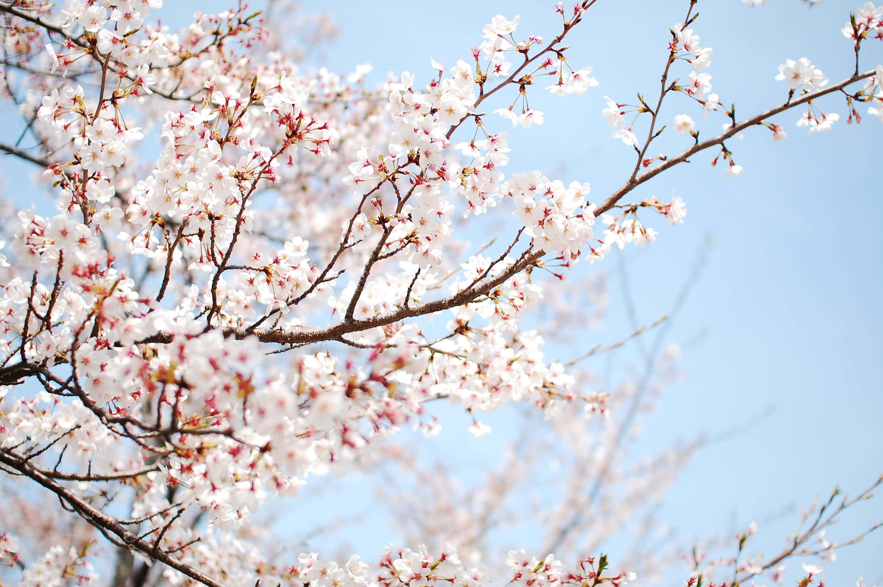 cherry blossom tree, white and pink cherry blossoms, dark branches, 2K Desktop Wallpaper