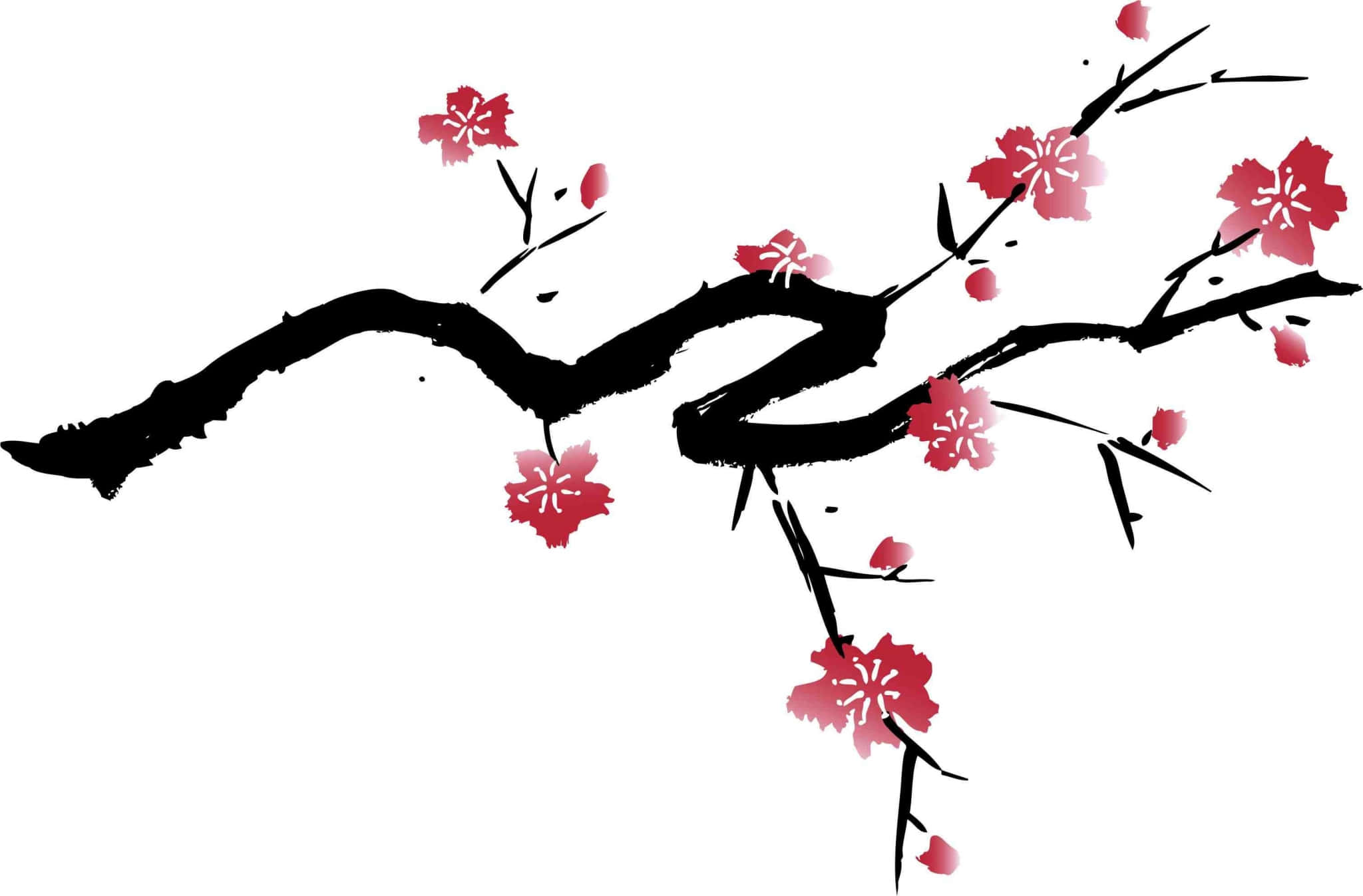 cherry blossom branch, black cherry blossom, vibrant red flowers, Full HD Desktop Wallpaper