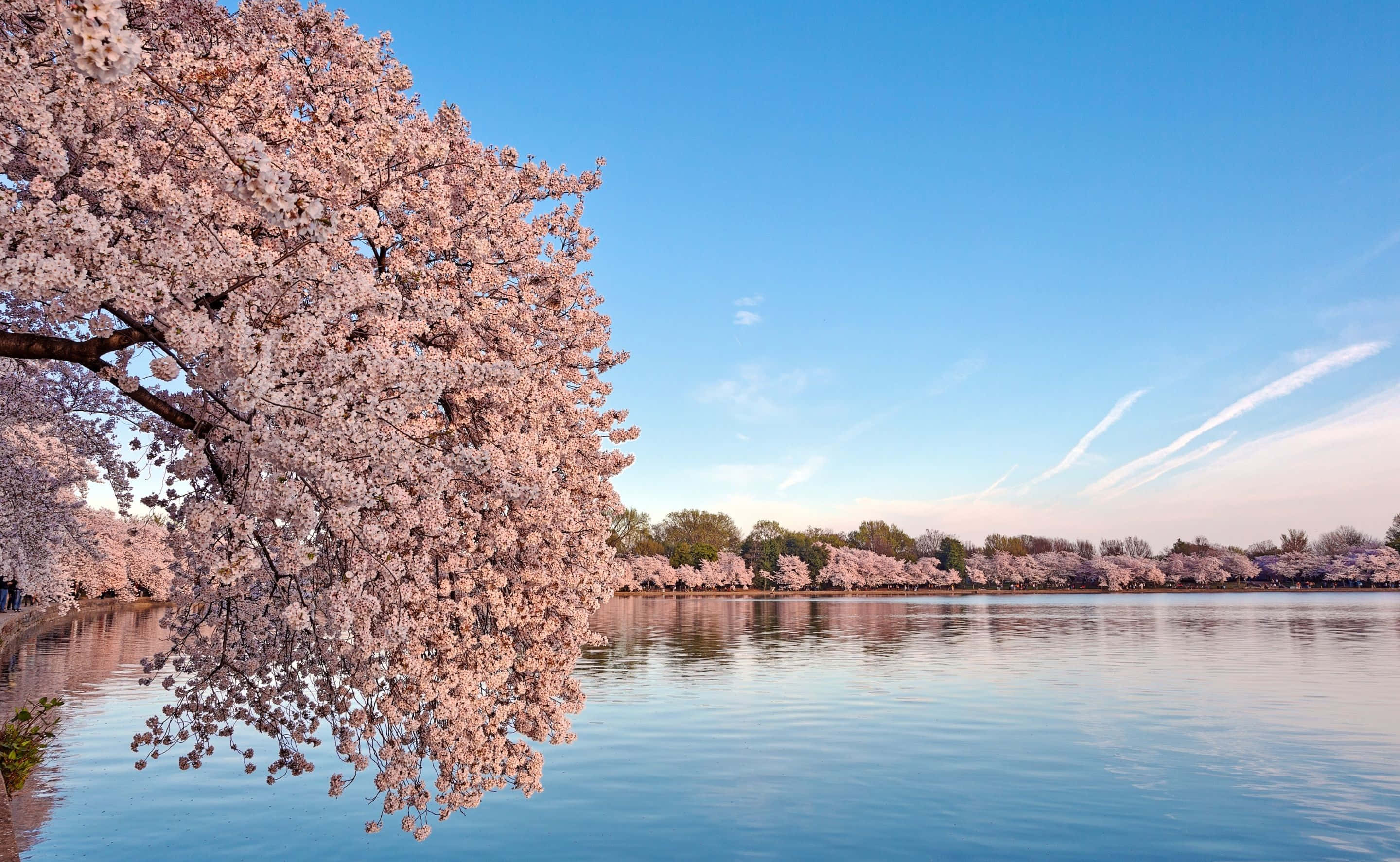 Cherry Blossom Tree, lake, clear blue sky, 2K Desktop Wallpaper