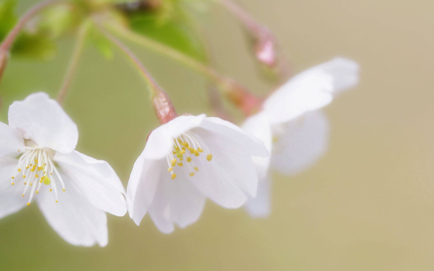 white cherry blossom flowers, yellow stamens, blurred green and beige background, HD Desktop Wallpaper