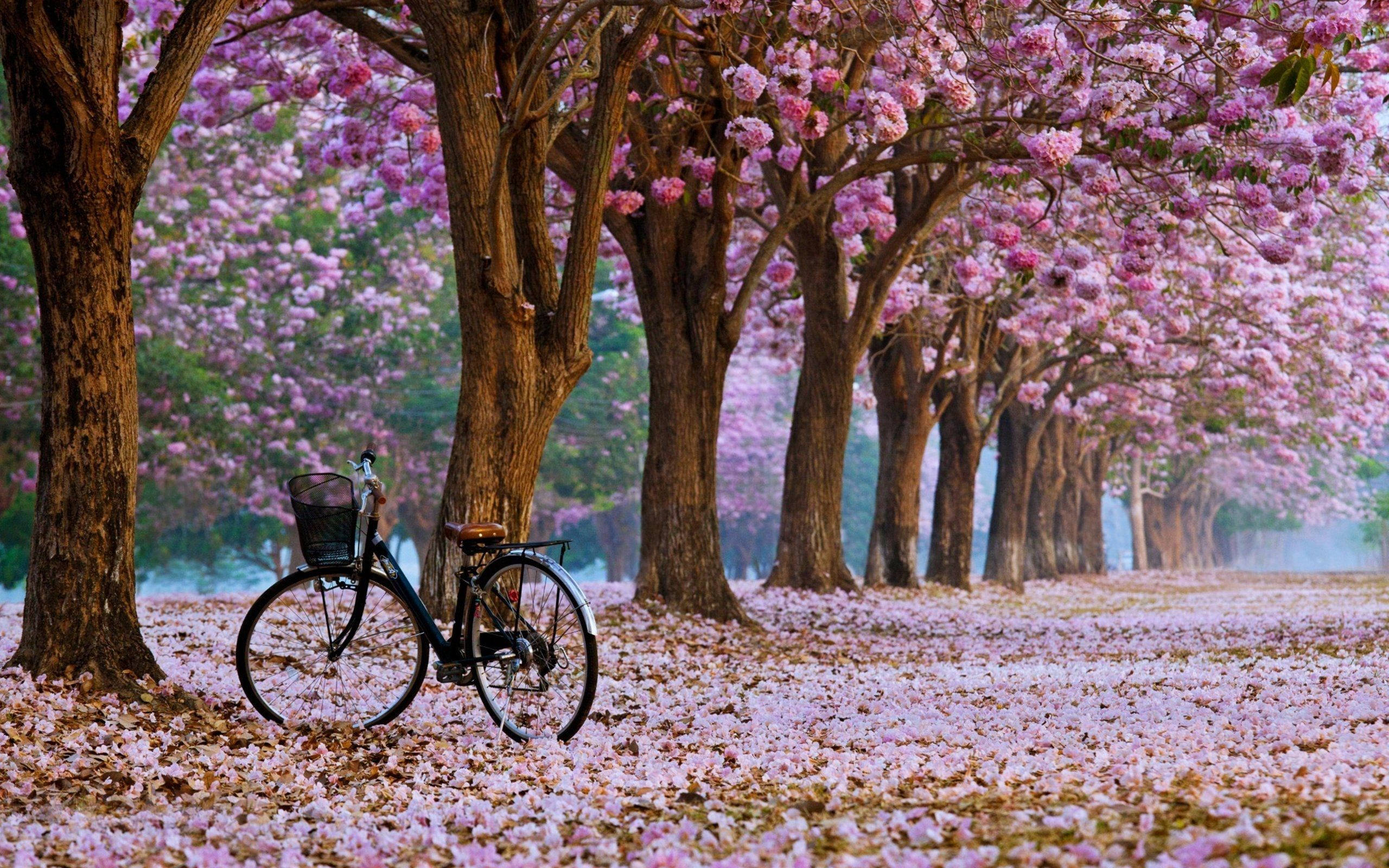Cherry Blossom Trees, vintage bicycle, pink flowering trees, 2K Desktop Wallpaper