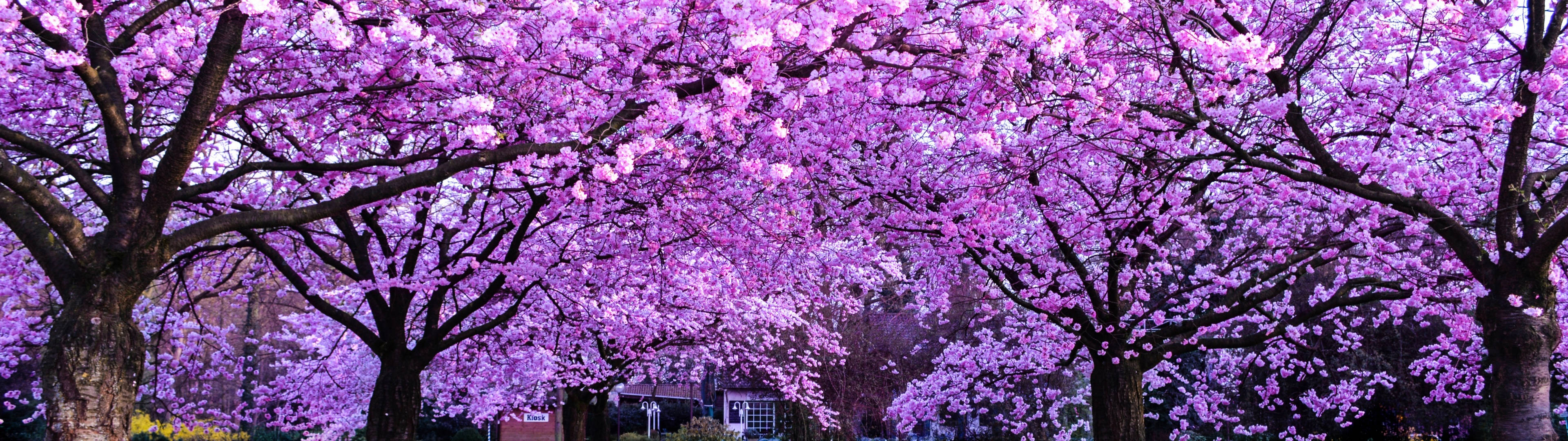 3840x1080, 4K, cherry blossom trees, 4K Desktop Wallpaper