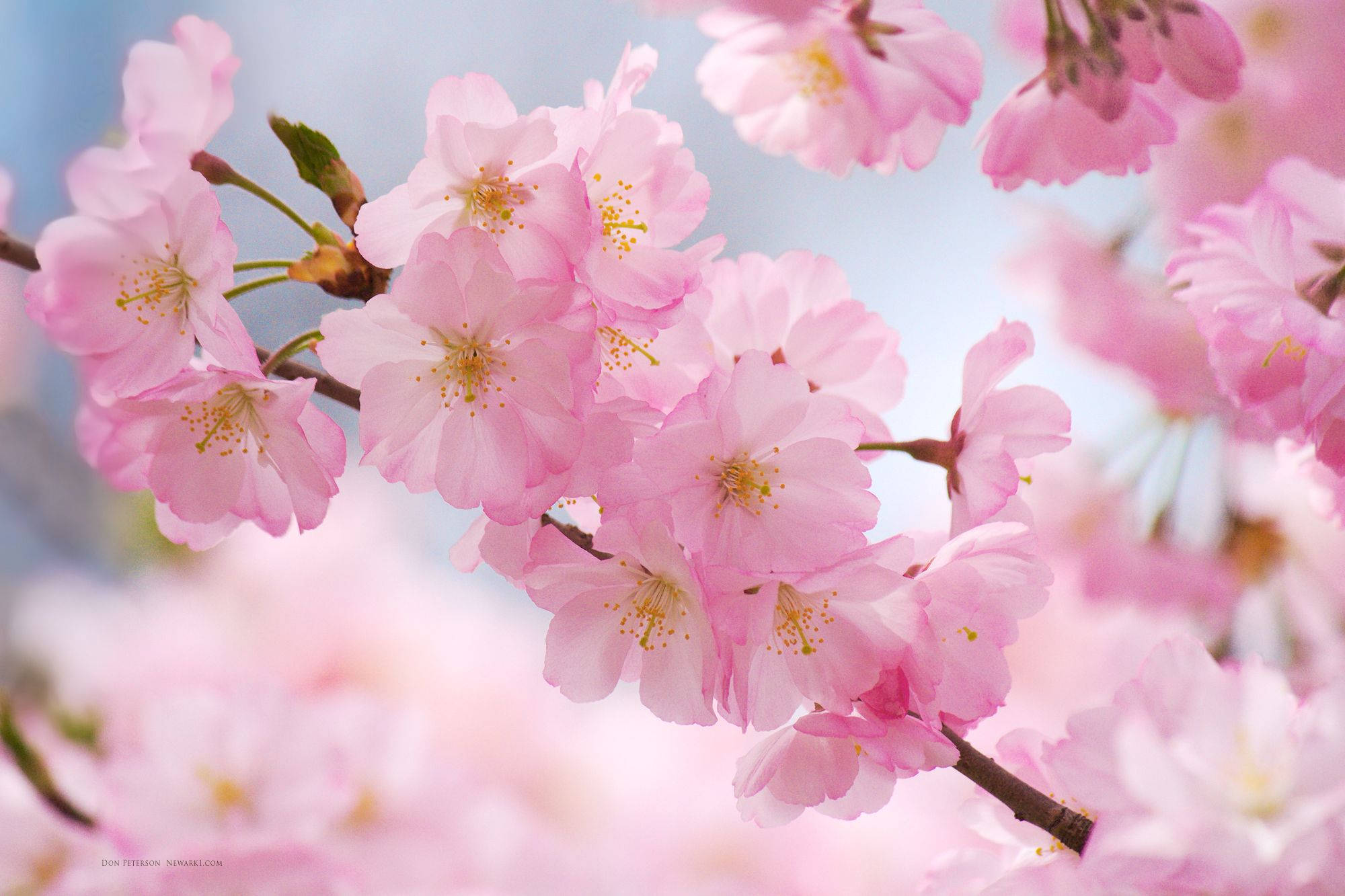 cherry blossom, branch, bright blue sky, Full HD Desktop Wallpaper