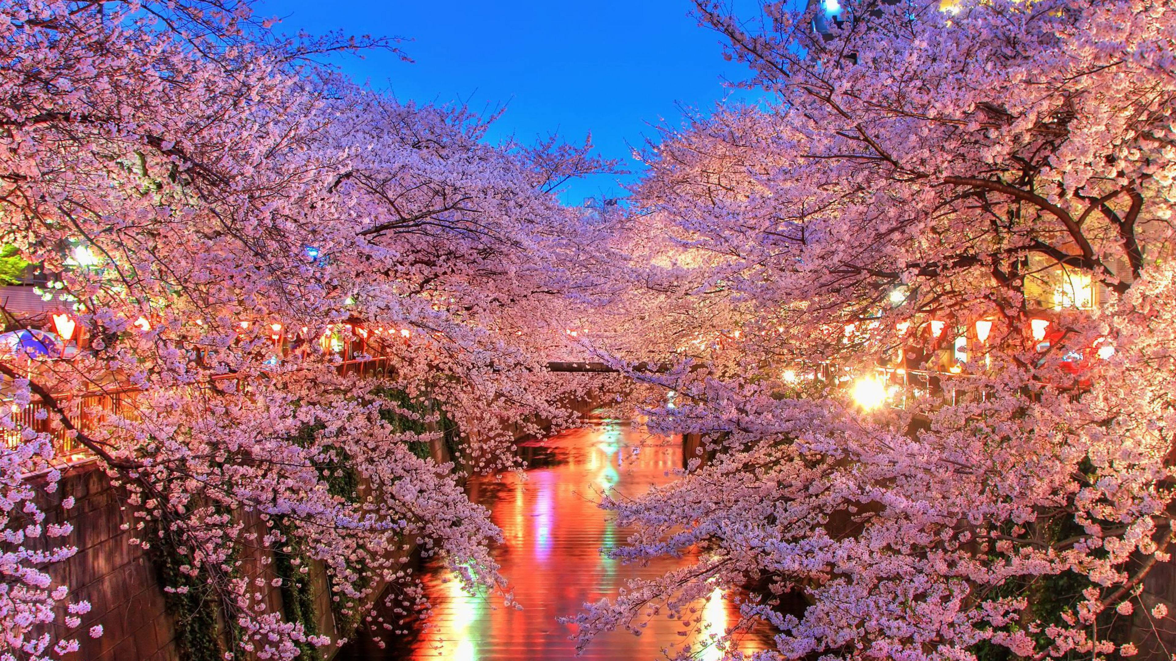 4K UHD, cherry blossoms, canal, 4K Desktop Wallpaper