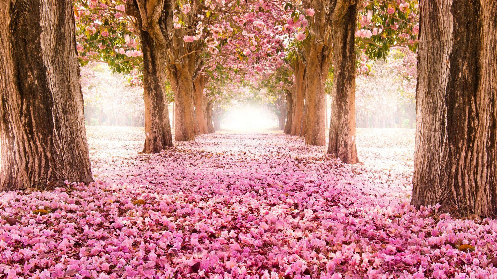 tunnel of pink cherry blossom flowers, sunlit path, cherry blossom trees, Full HD Desktop Wallpaper