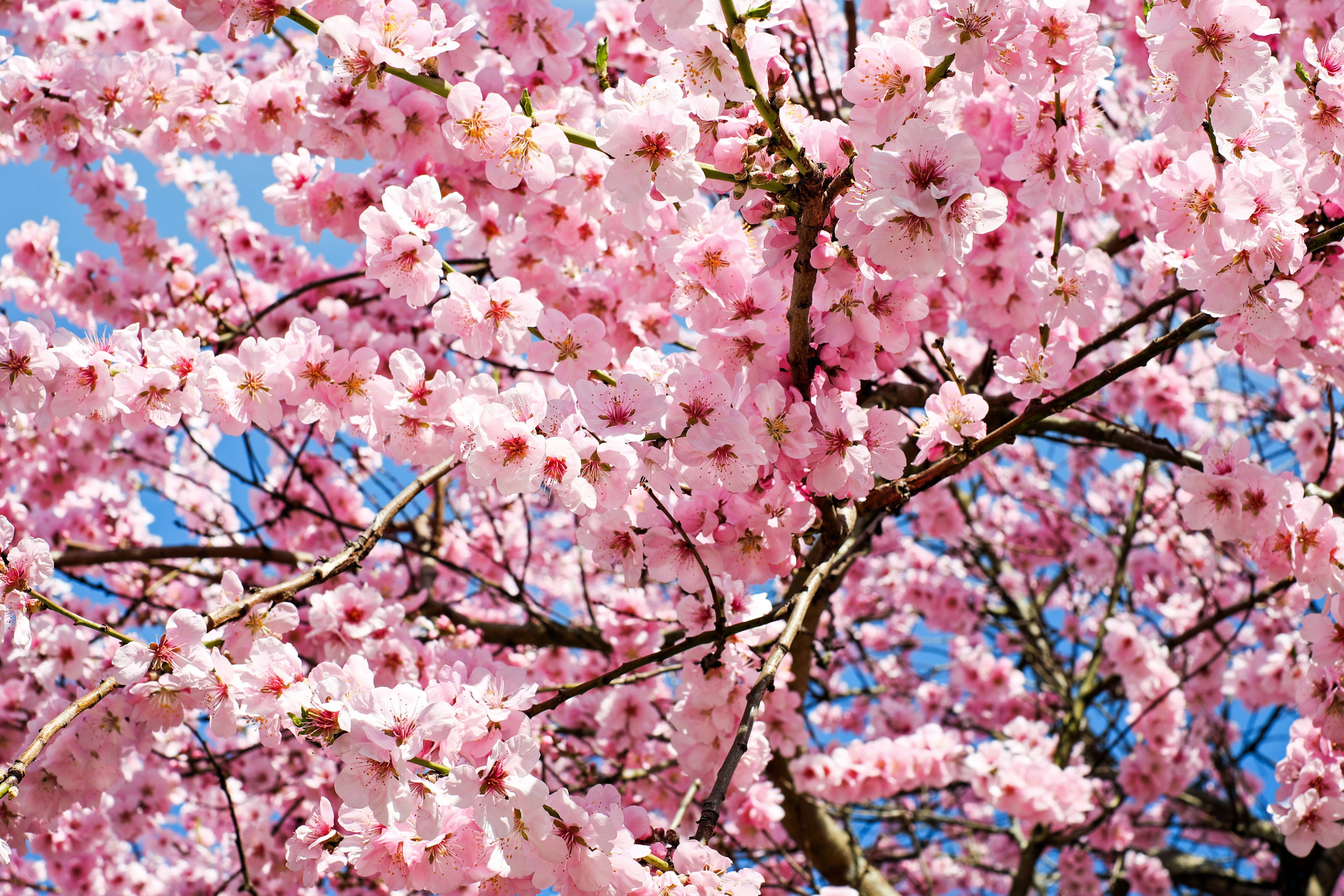 pink cherry blossoms, vibrant canopy, clear blue sky, 4K Desktop Wallpaper