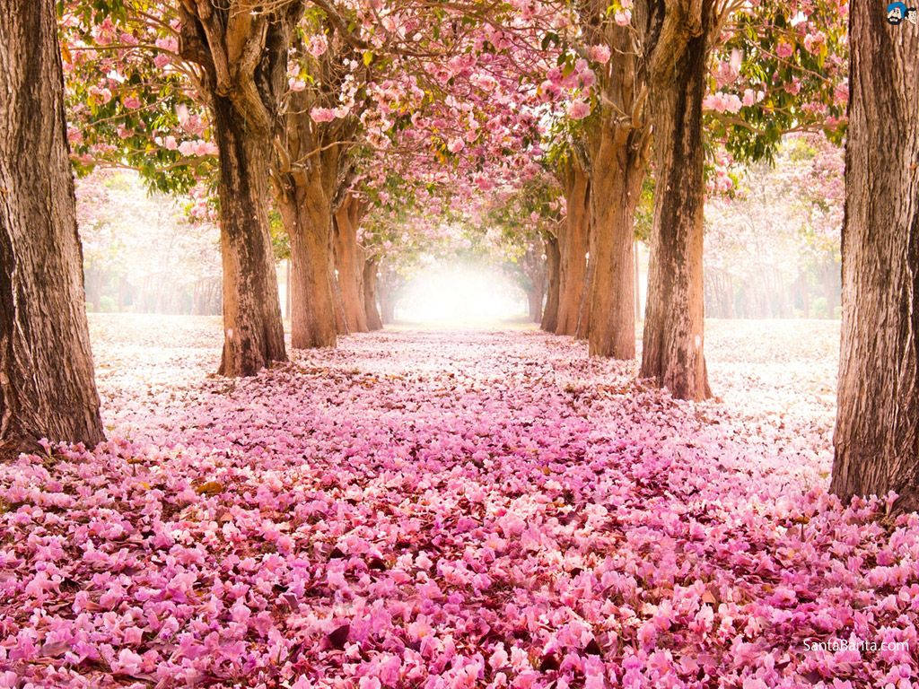 Cherry Blossom, sunlit path, tunnel of blooming pink trees, SD Desktop Wallpaper