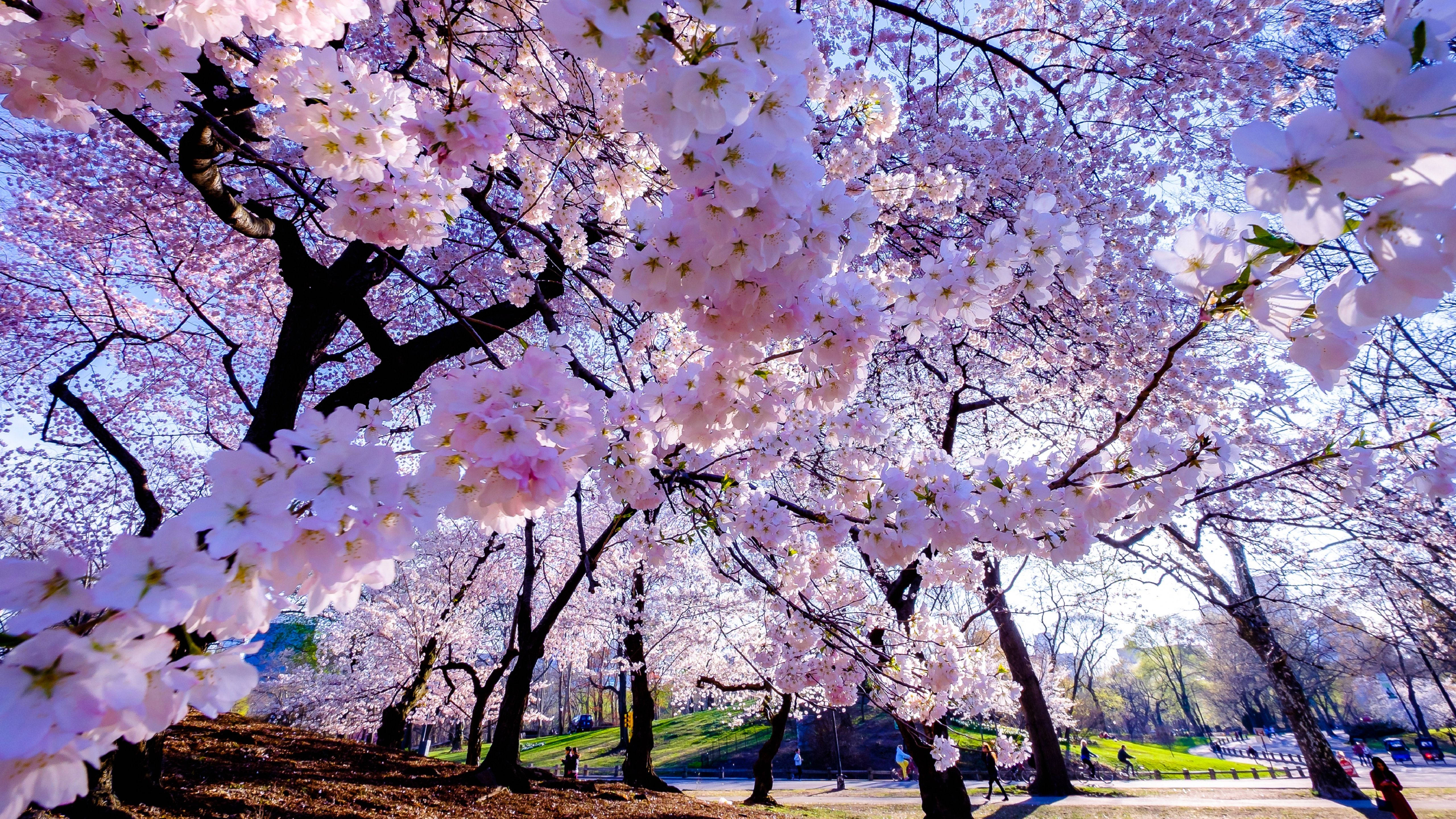 Spring Cherry Blossom, pink cherry blossoms, sunlit park, 5K Desktop Wallpaper