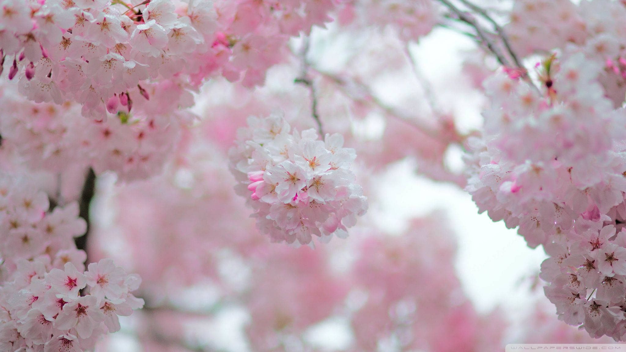 cherry blossom buds, soft pink, branches, Full HD Desktop Wallpaper