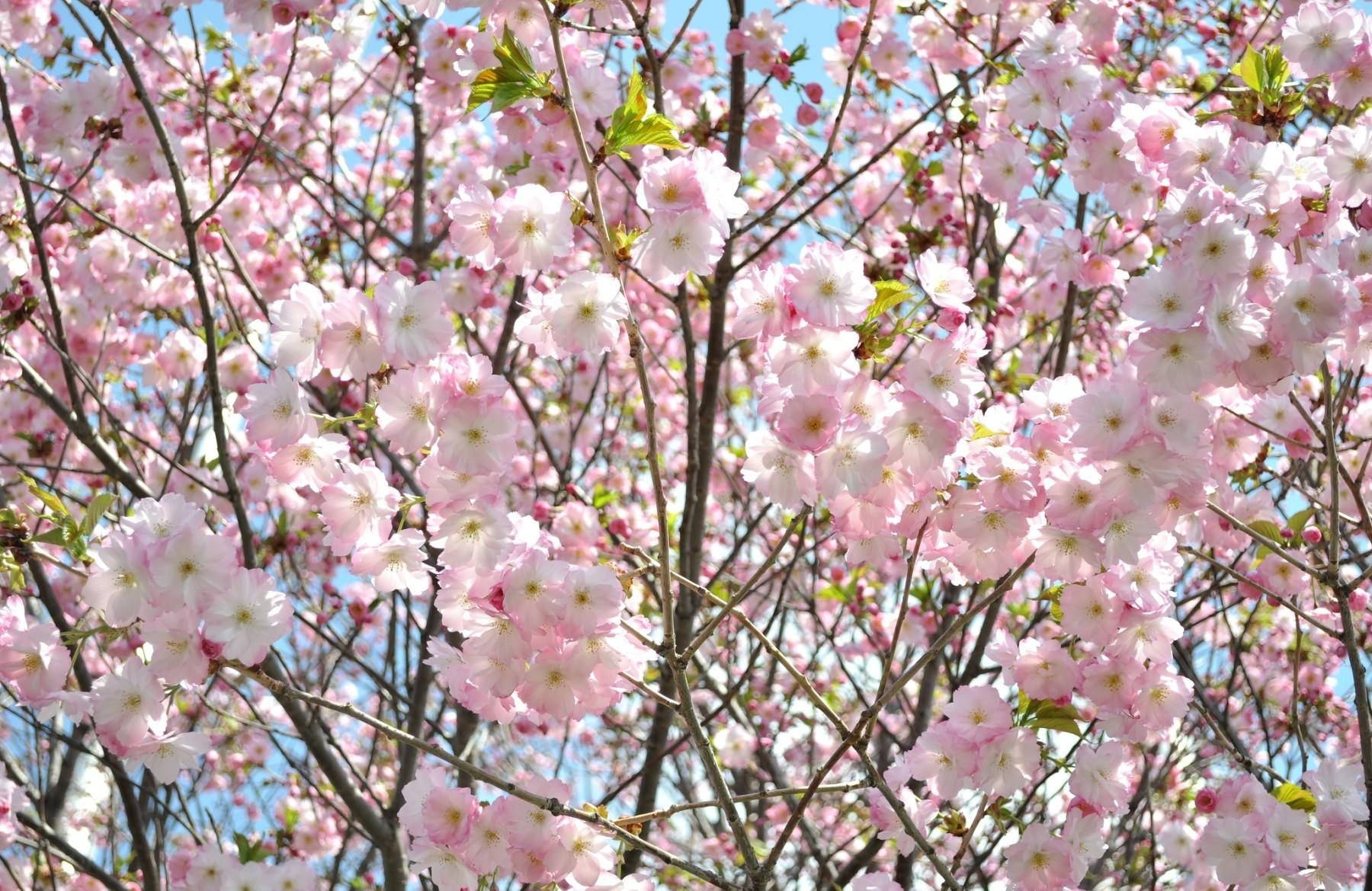 young cherry blossoms, pink cherry blossoms, clear blue sky, HD Desktop Wallpaper