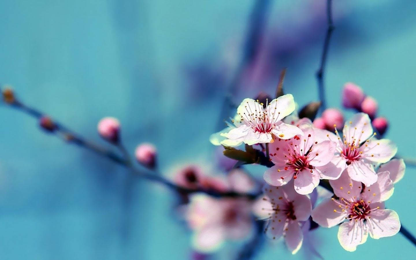 Cherry Blossom, pink, slender branches, HD Desktop Wallpaper