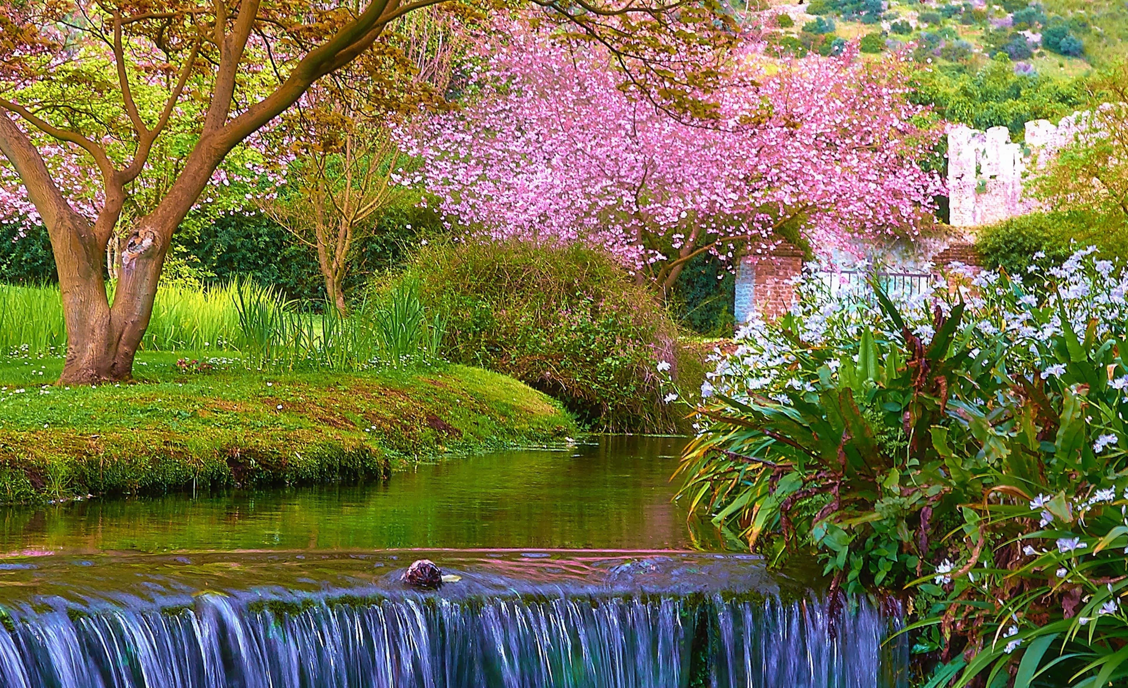 Cherry Blossom, garden waterfall, pink cherry blossoms, 4K Desktop Wallpaper