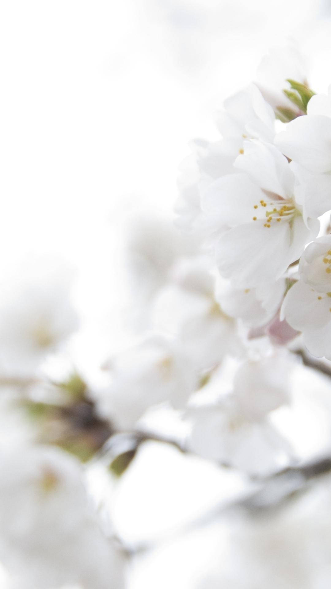 white color cherry blossoms, soft white cherry blossoms, bright overexposed sky, Full HD Phone Wallpaper