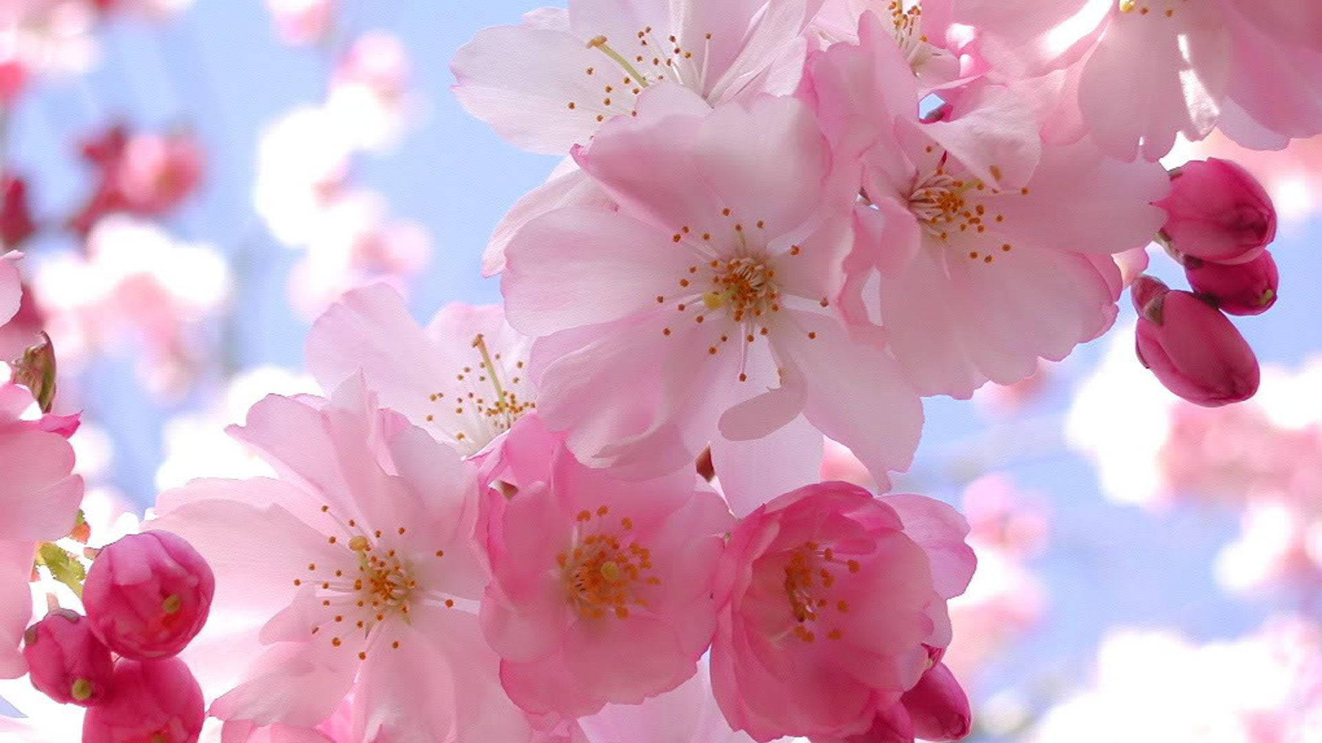 cherry blossoms, soft pink, bright blue sky, Full HD Desktop Wallpaper