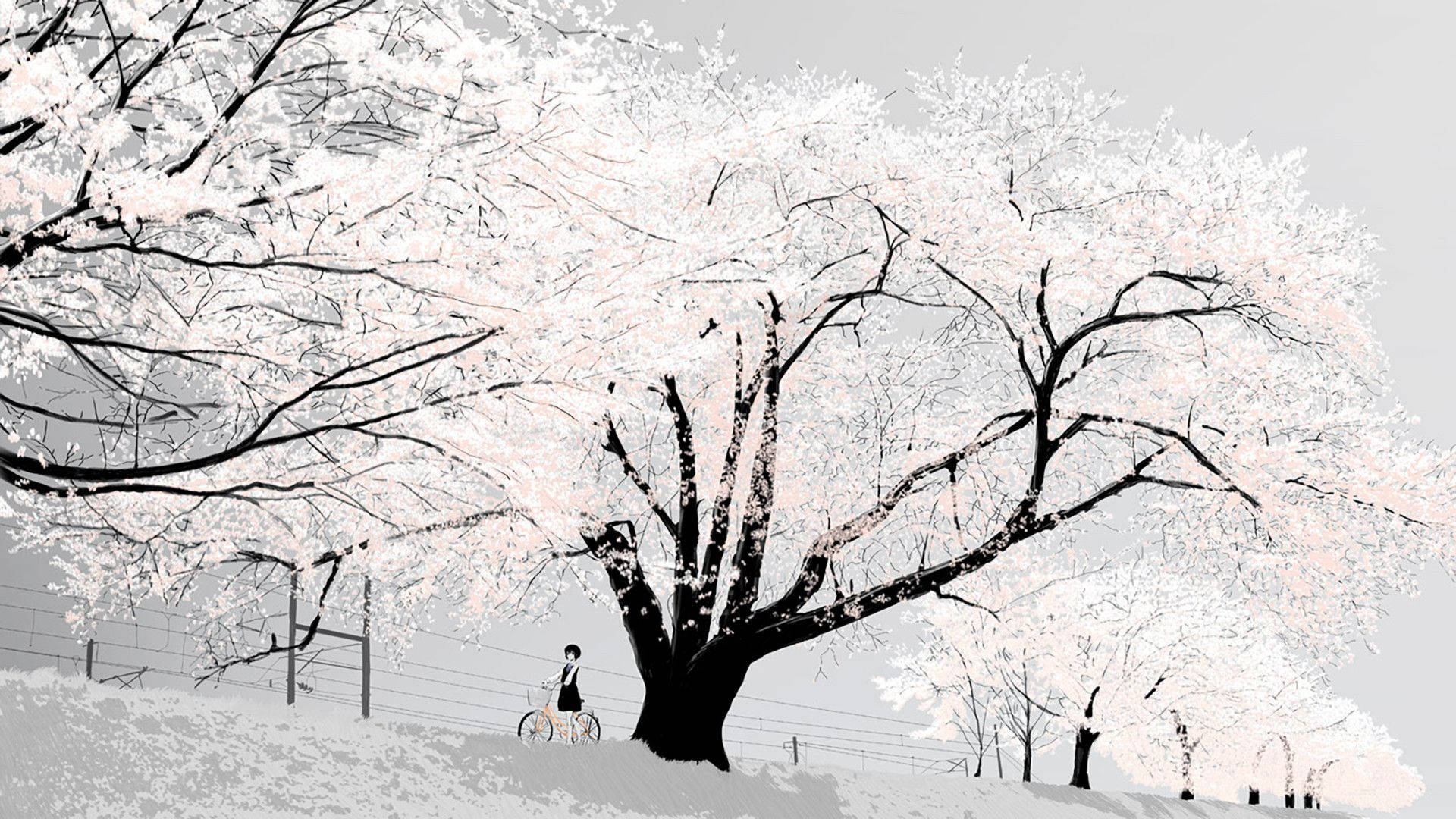 cherry blossom tree, lone cyclist, black and white anime girl, Full HD Desktop Wallpaper