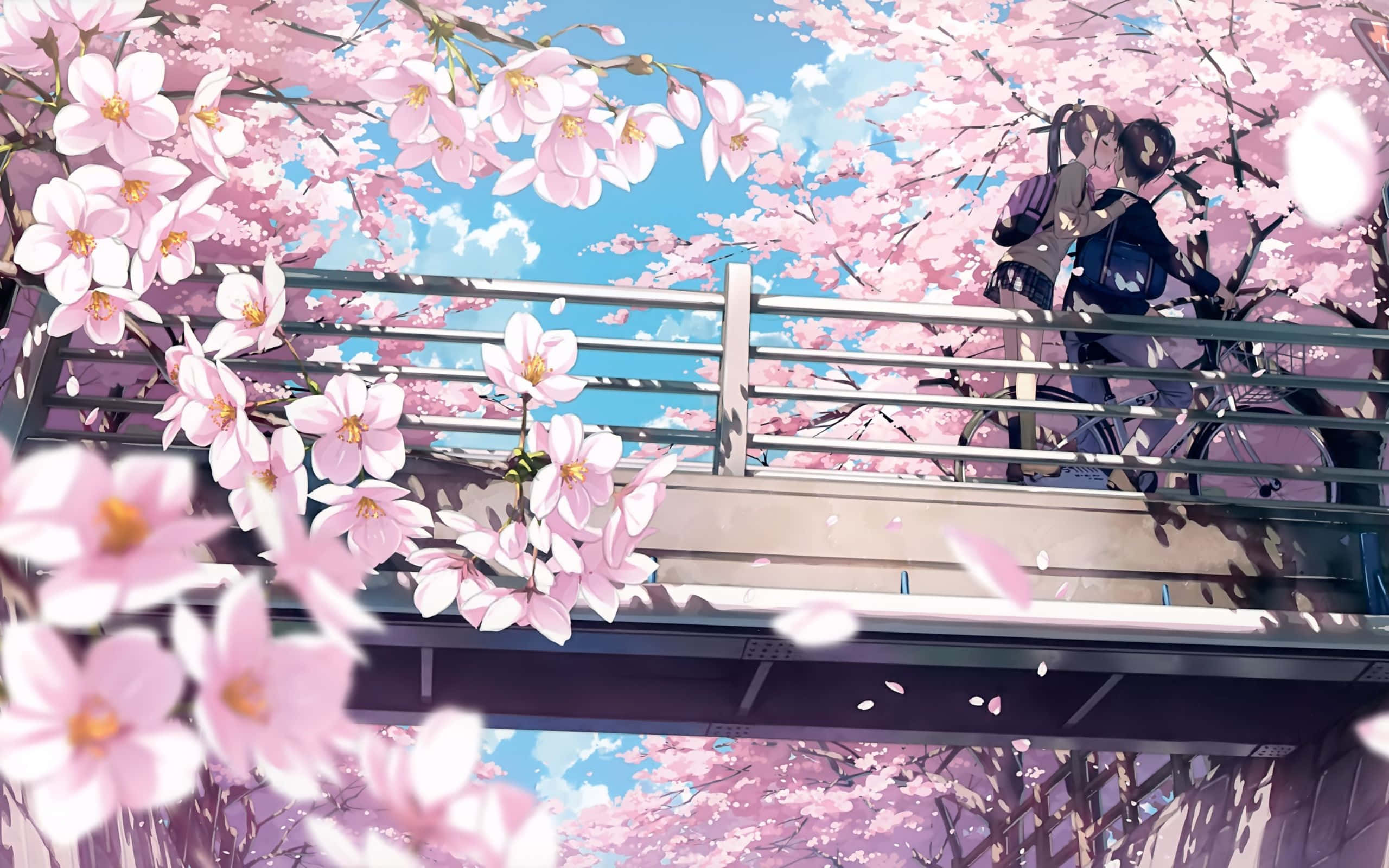cherry blossoms, anime scenery, pink cherry blossoms, 2K Desktop Wallpaper