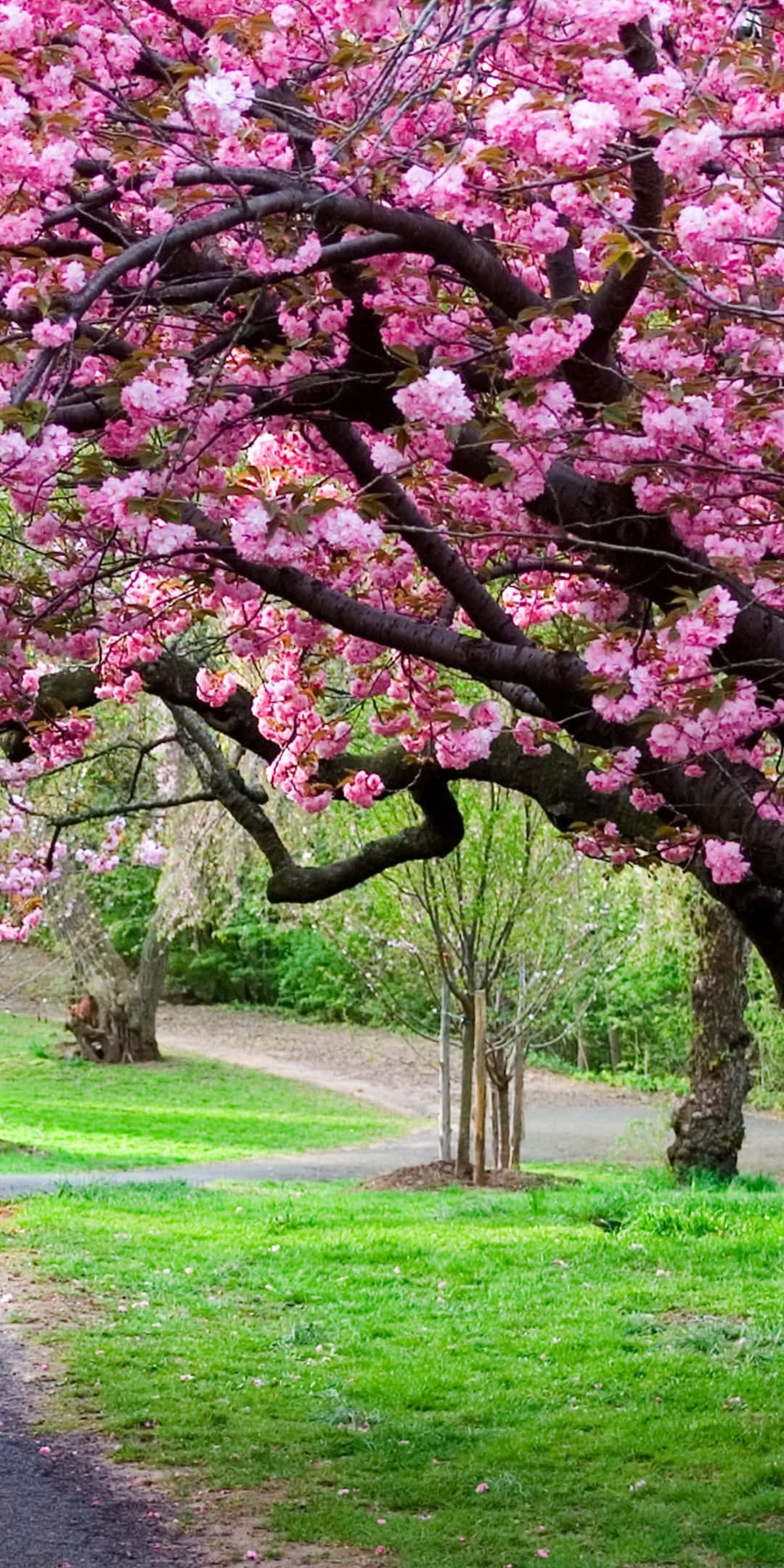 Cherry Blossoms Anime Scenery, pink bloom, lush green park pathway, Full HD Phone Wallpaper