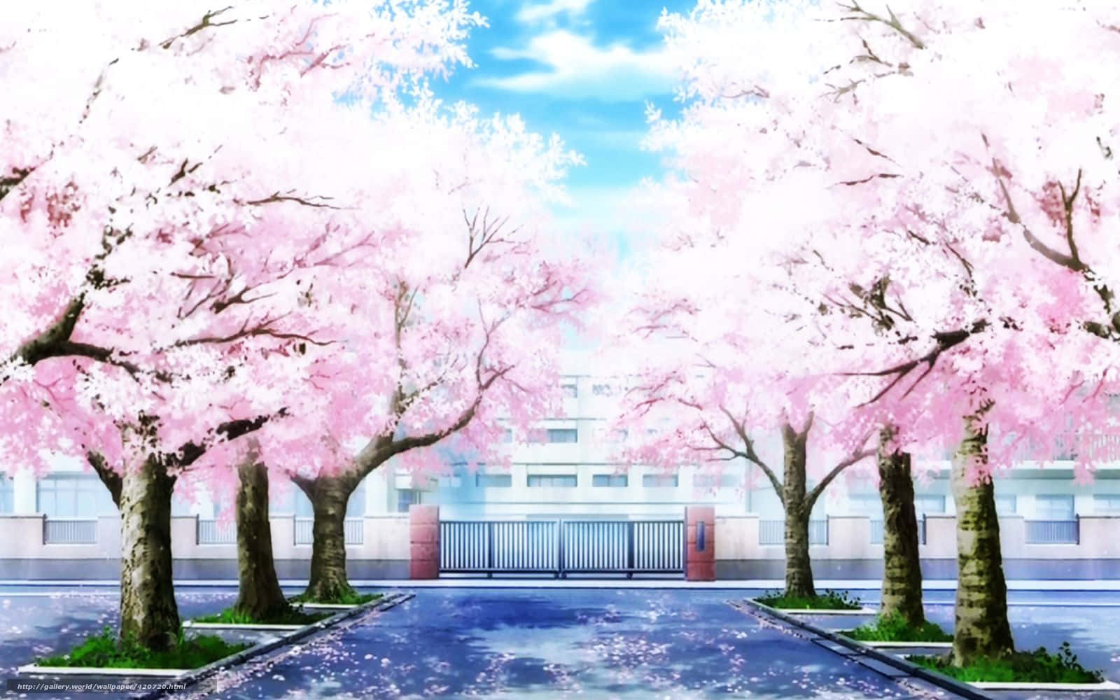 cherry blossoms, schoolyard pathway, bright blue sky, HD Desktop Wallpaper