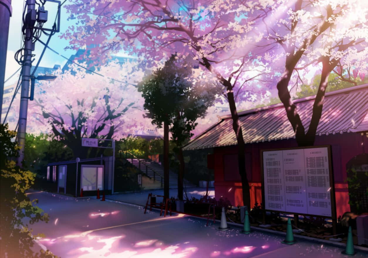 Anime Cherry Blossom Street Scene, pink cherry blossoms, quiet street, SD Desktop Wallpaper