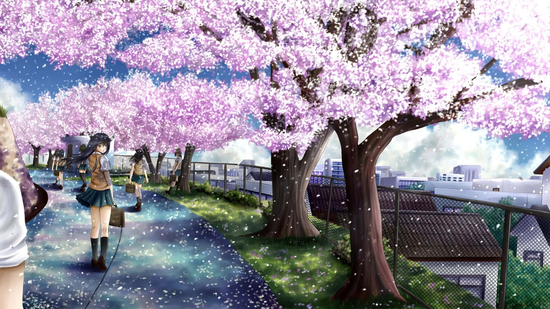 Anime girls, canopy of blooming pink cherry blossoms, city park path, Full HD Desktop Wallpaper