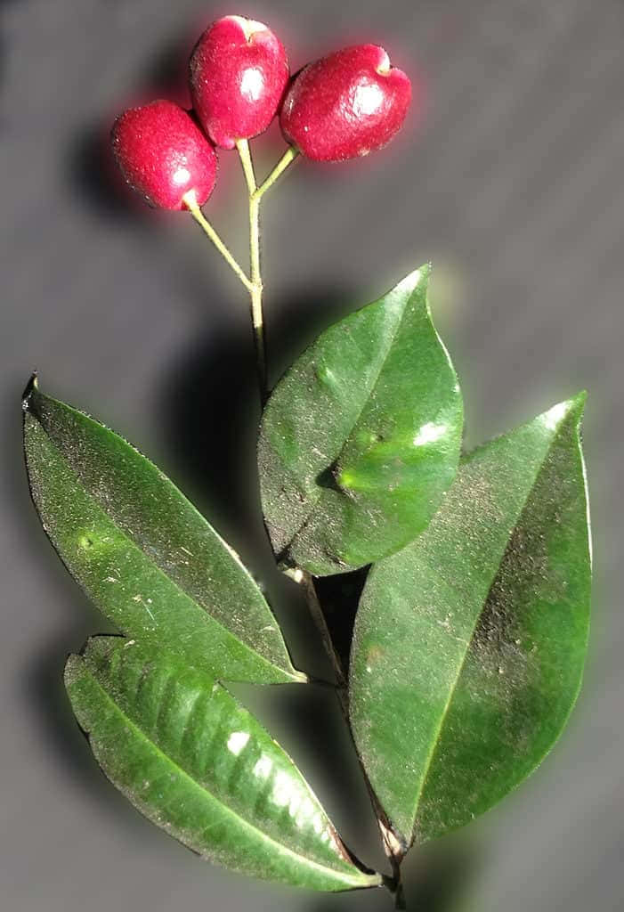 bright red, brush cherry fruit, glossy green leaves, SD Phone Wallpaper