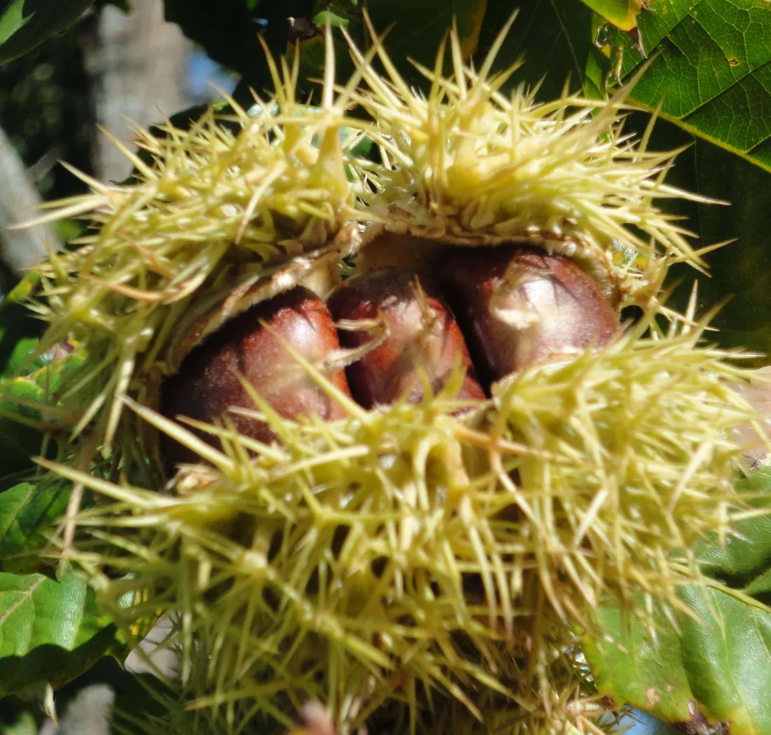 Chestnut