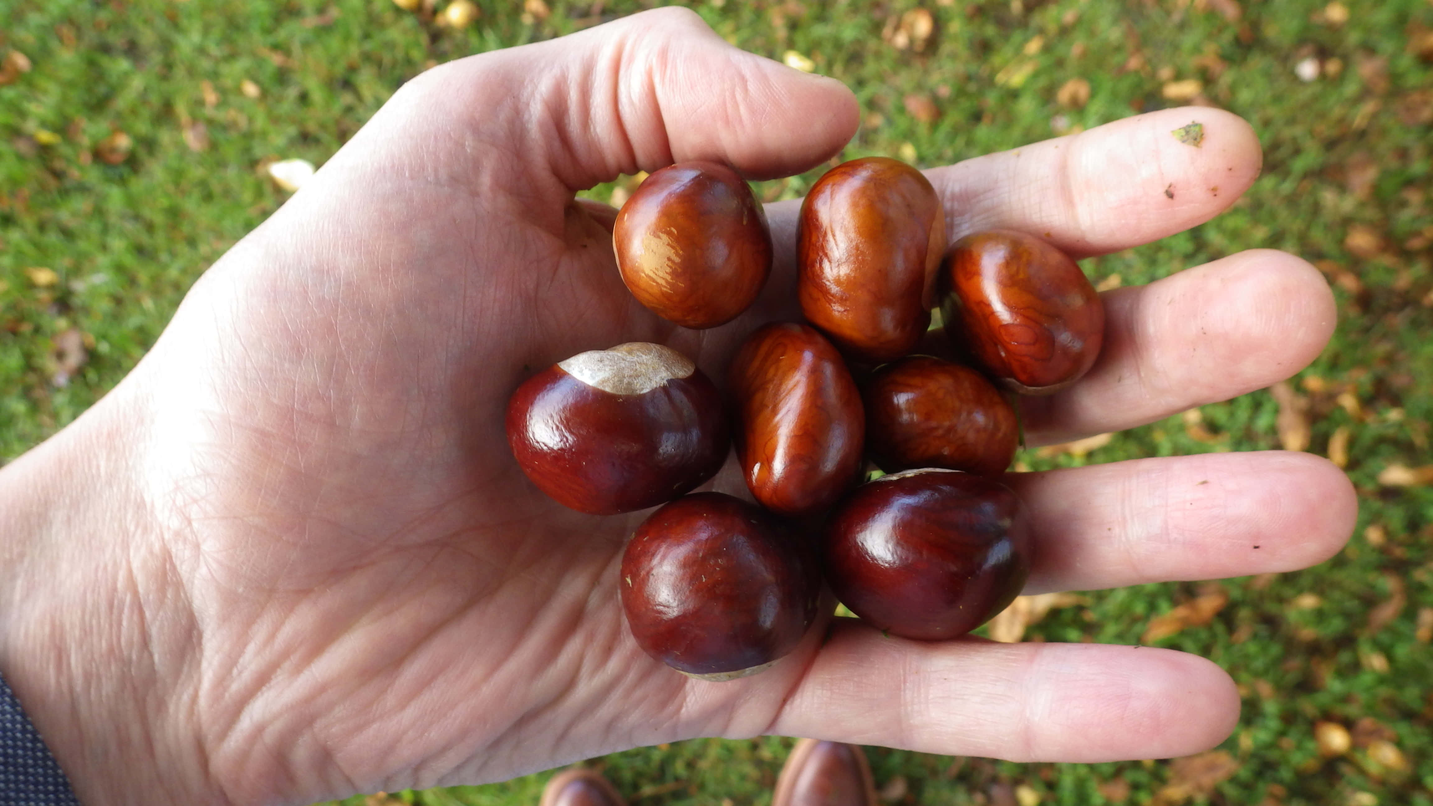 chestnut, glossy brown, green grass, 4K Desktop Wallpaper