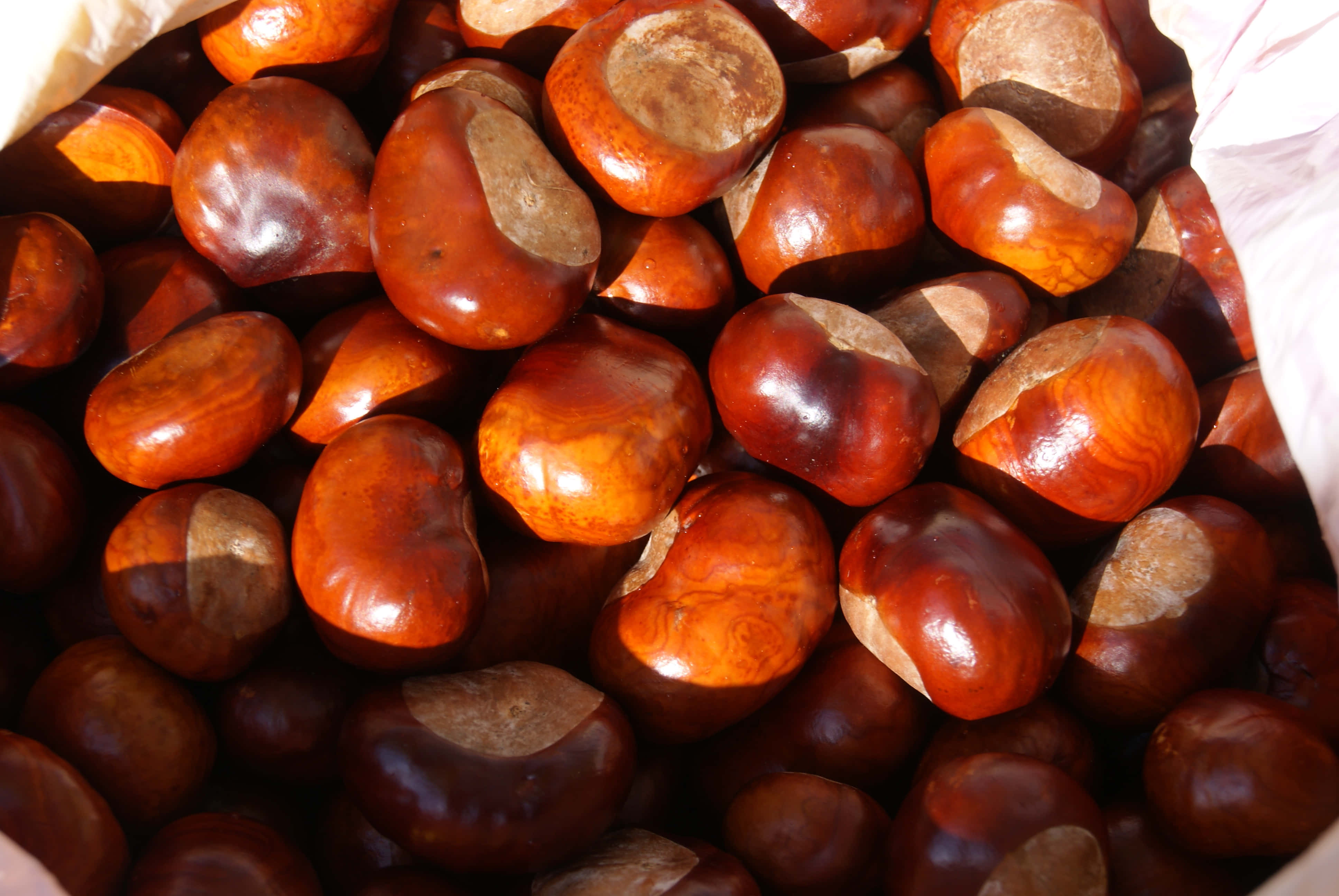 chestnut, glossy brown, warm sunlight, 4K Desktop Wallpaper