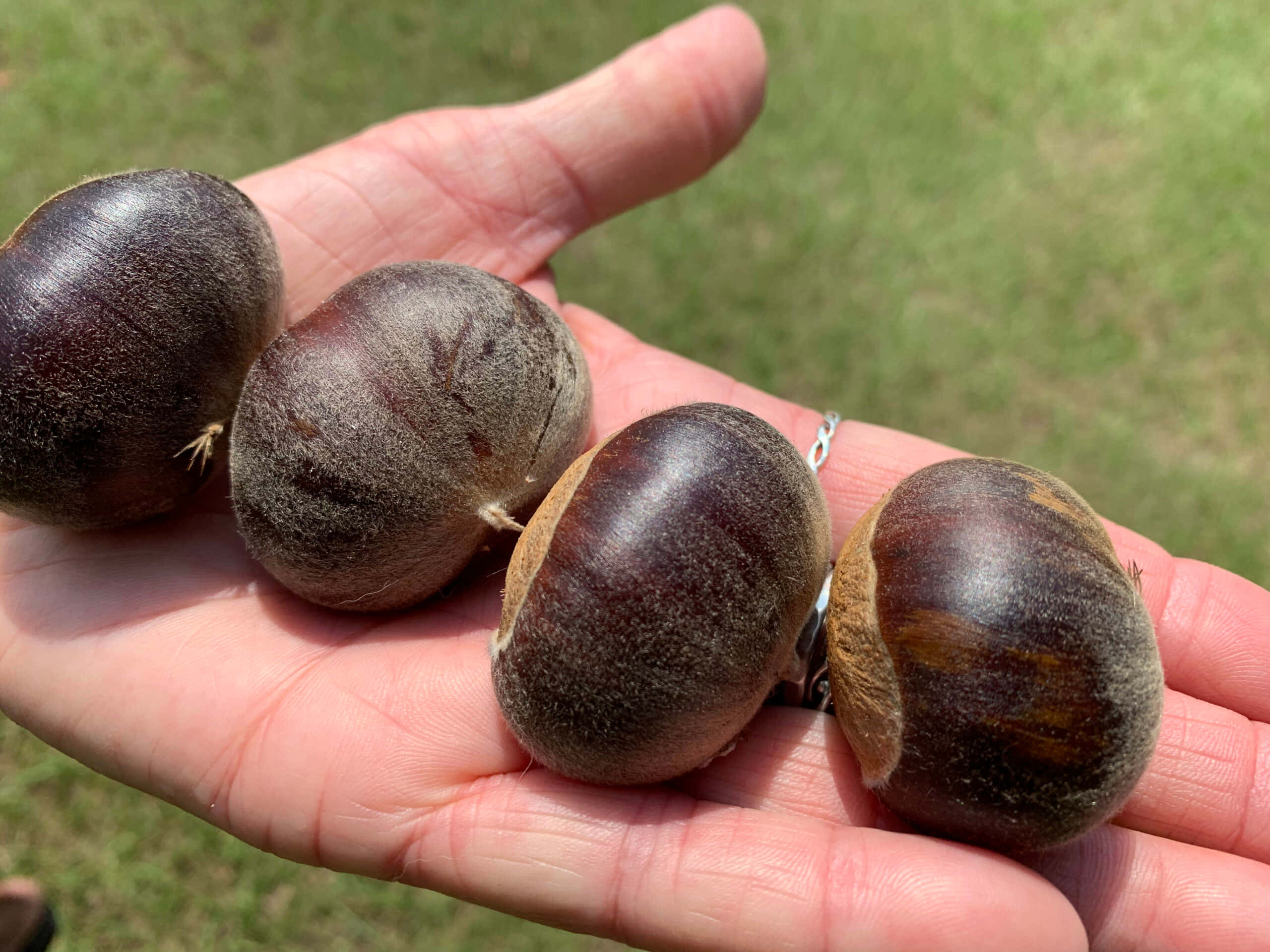 Chestnut Tree, glossy brown chestnuts, blurred green grass, 2K Desktop Wallpaper